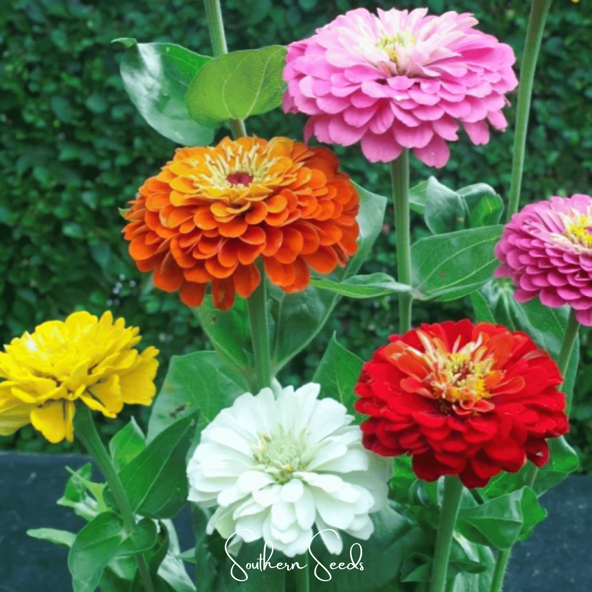 Dahlia Flowered Zinnia – 100 Seeds | Seeds | Wiccan Center