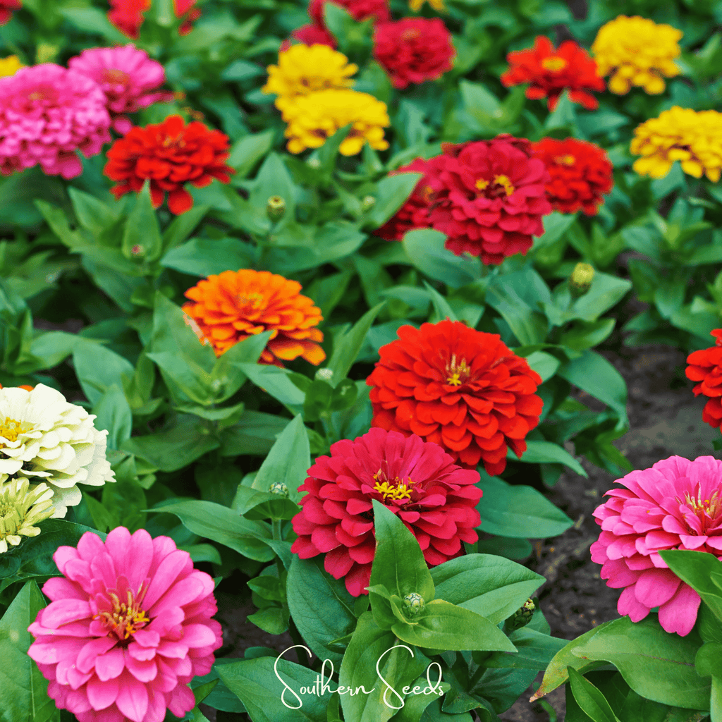 Dahlia Flowered Zinnia – 100 Seeds | Seeds | Wiccan Center