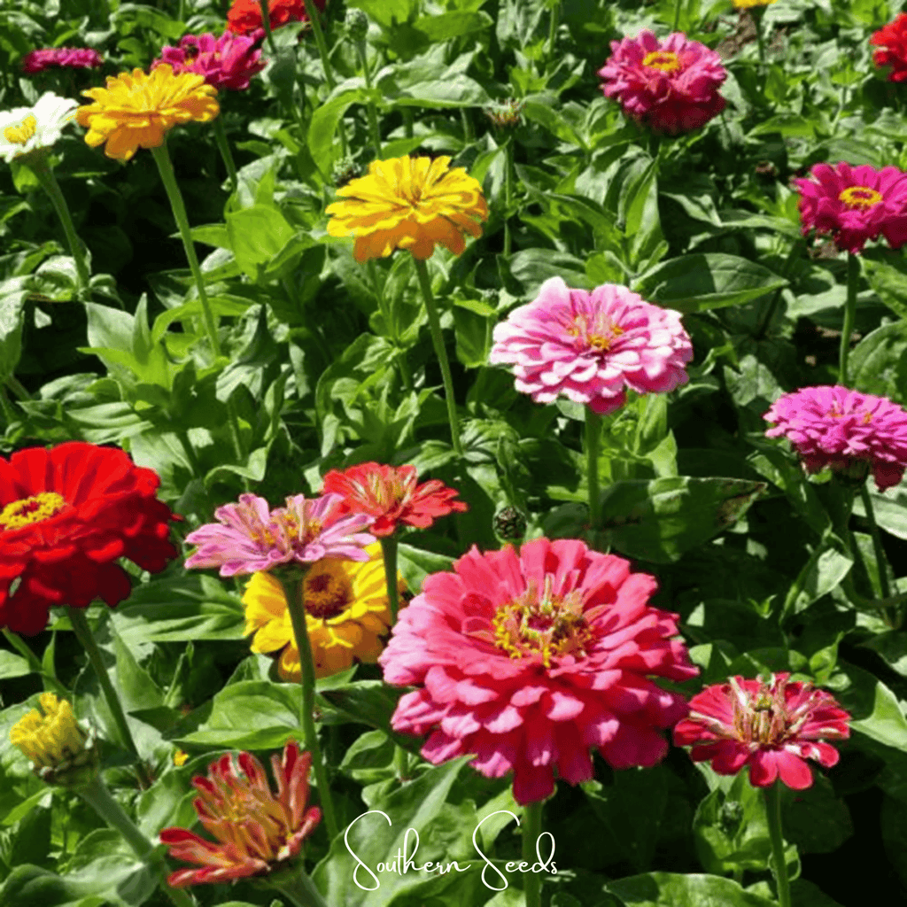 Dahlia Flowered Zinnia – 100 Seeds | Seeds | Wiccan Center