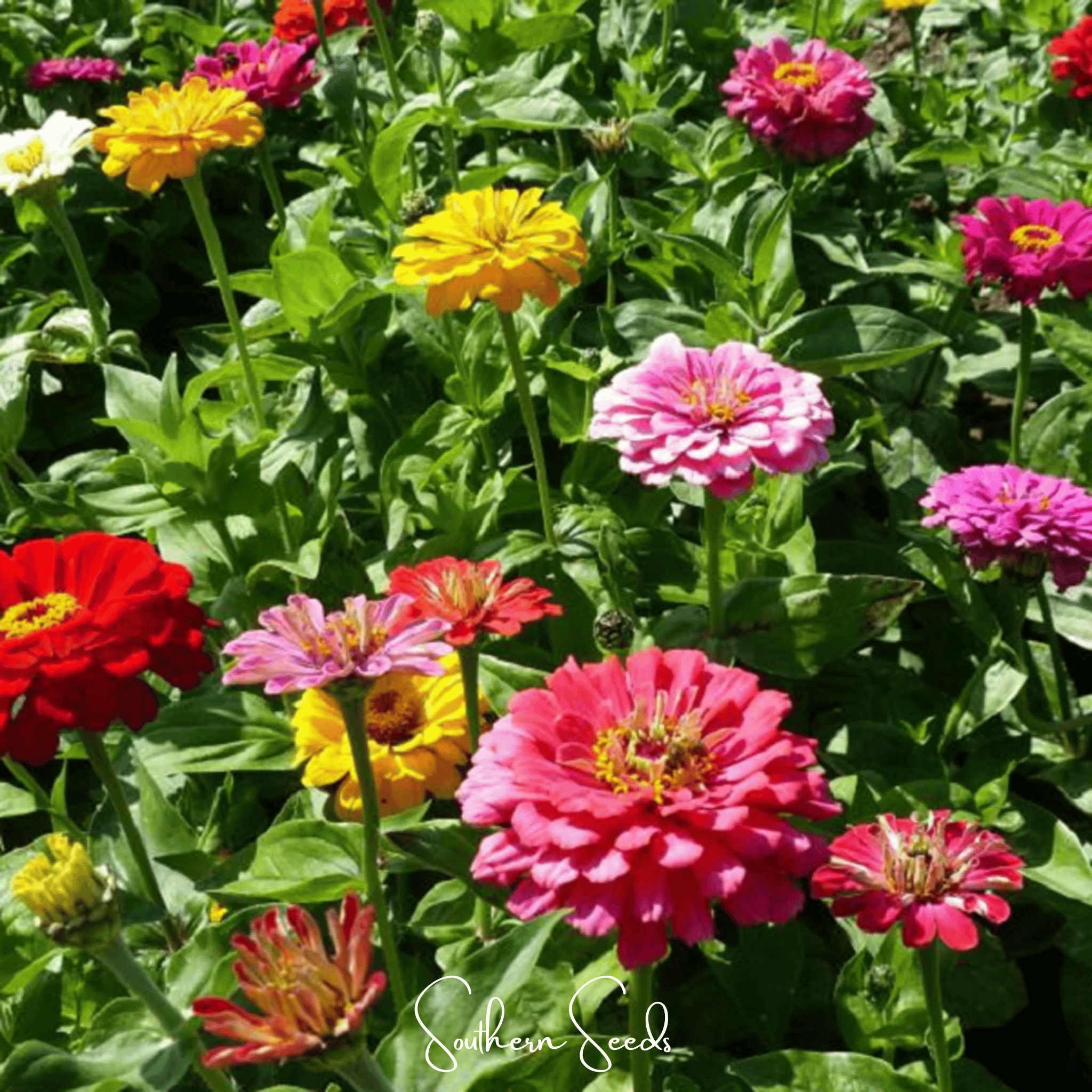 Dahlia Flowered Zinnia – 100 Seeds | Seeds | Wiccan Center