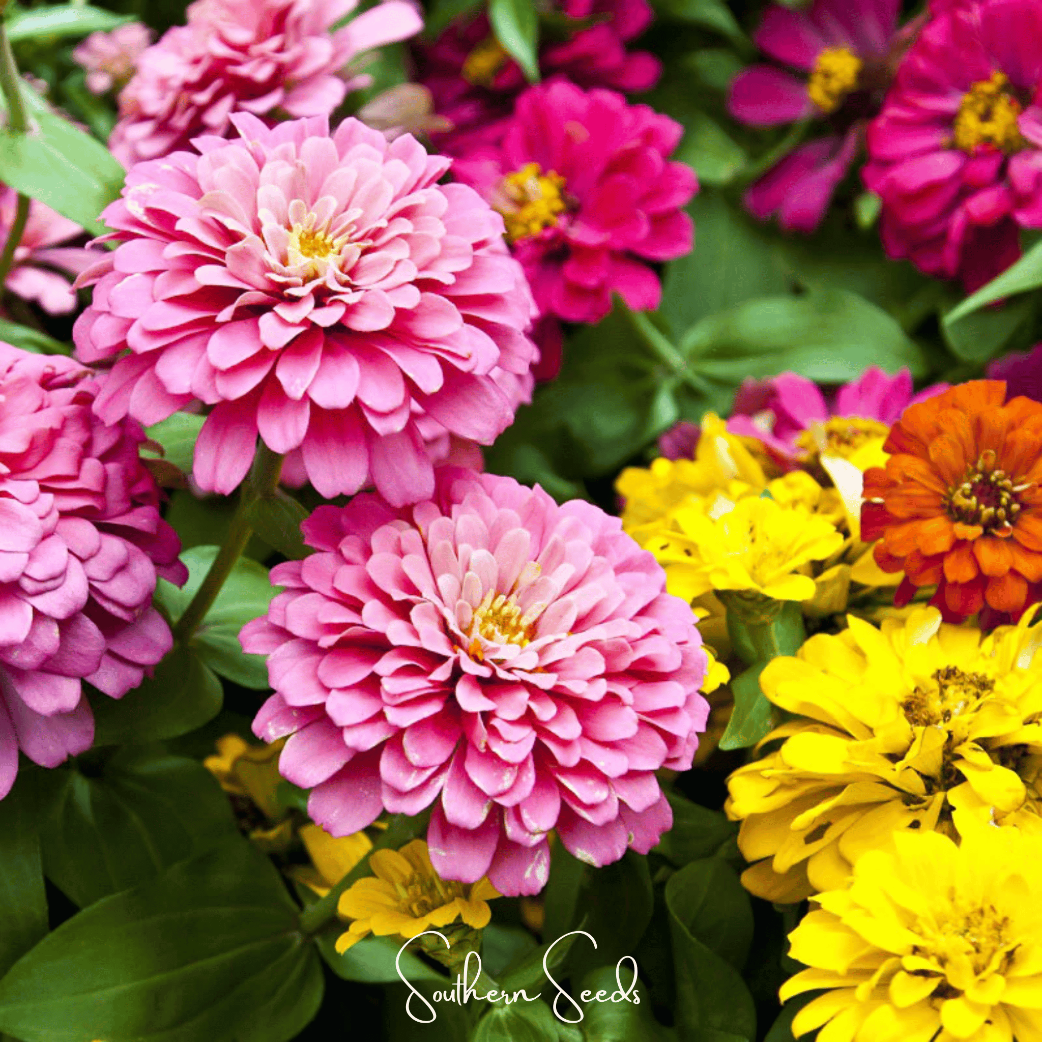 Dahlia Flowered Zinnia – 100 Seeds | Seeds | Wiccan Center