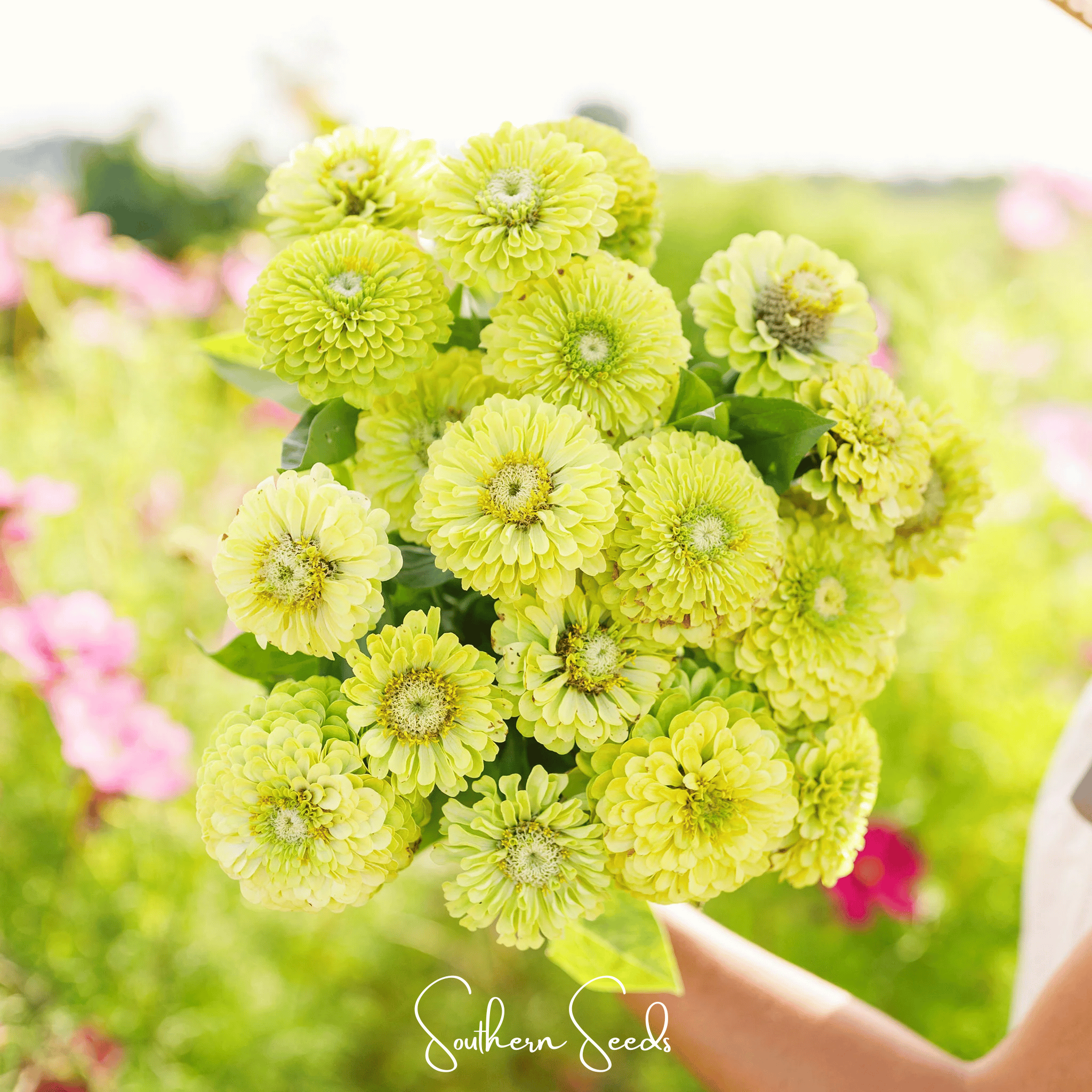 Envy Green Zinnia – 25 Seeds | Seeds | Wiccan Center