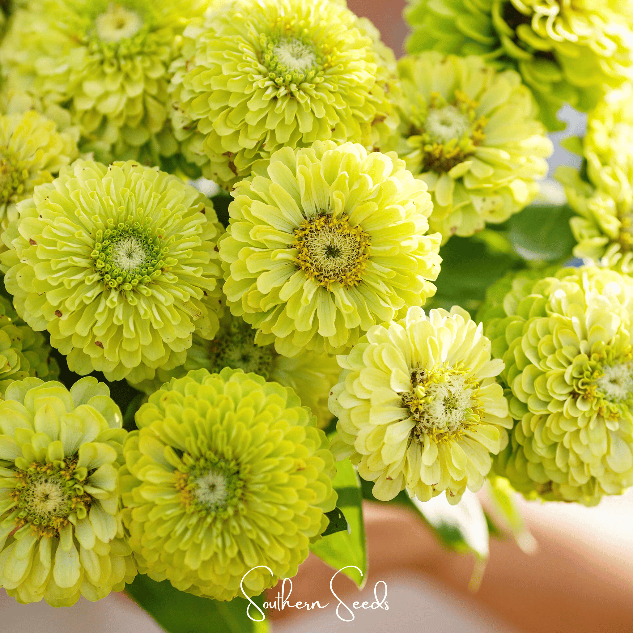 Envy Green Zinnia – 25 Seeds | Seeds | Wiccan Center