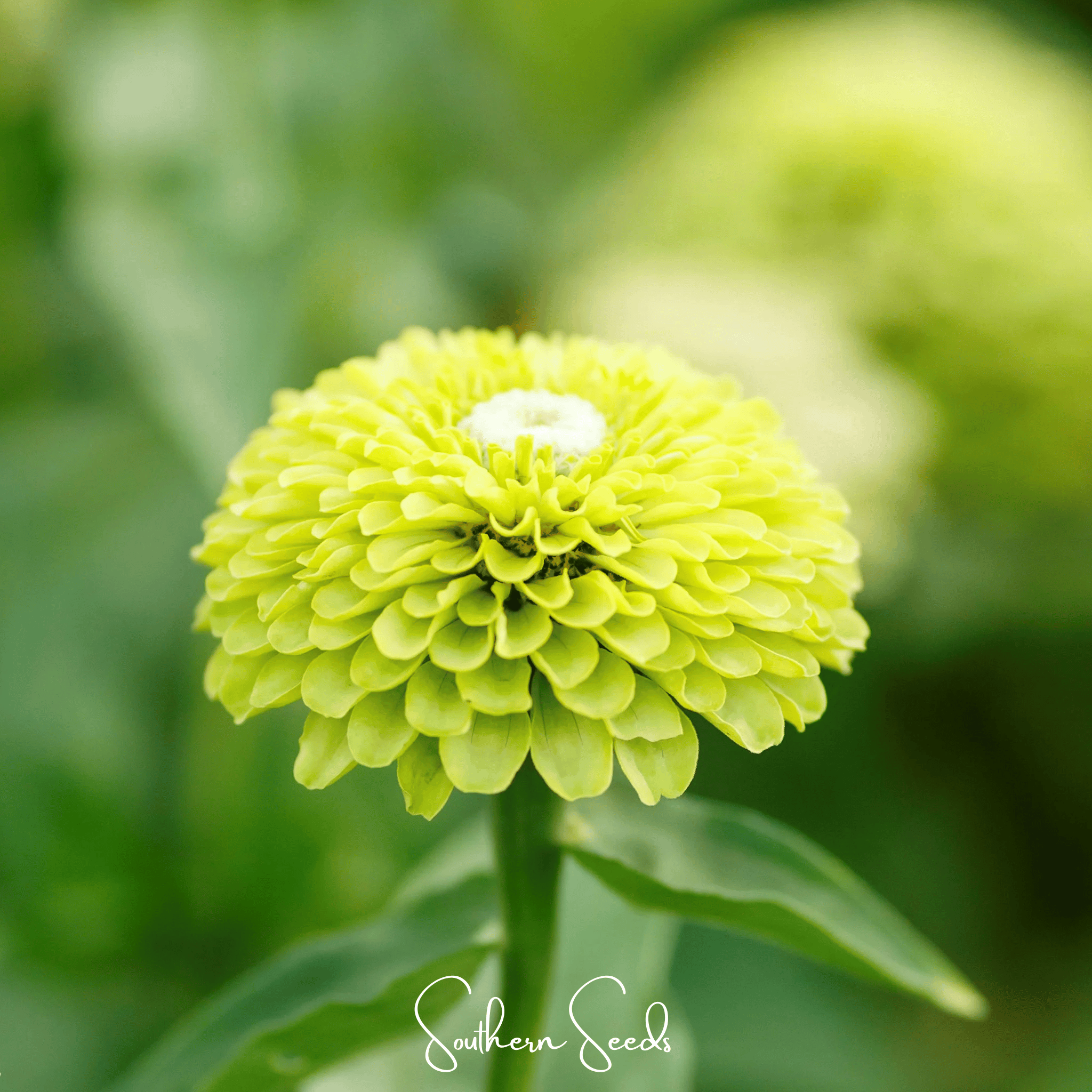 Envy Green Zinnia – 25 Seeds | Seeds | Wiccan Center