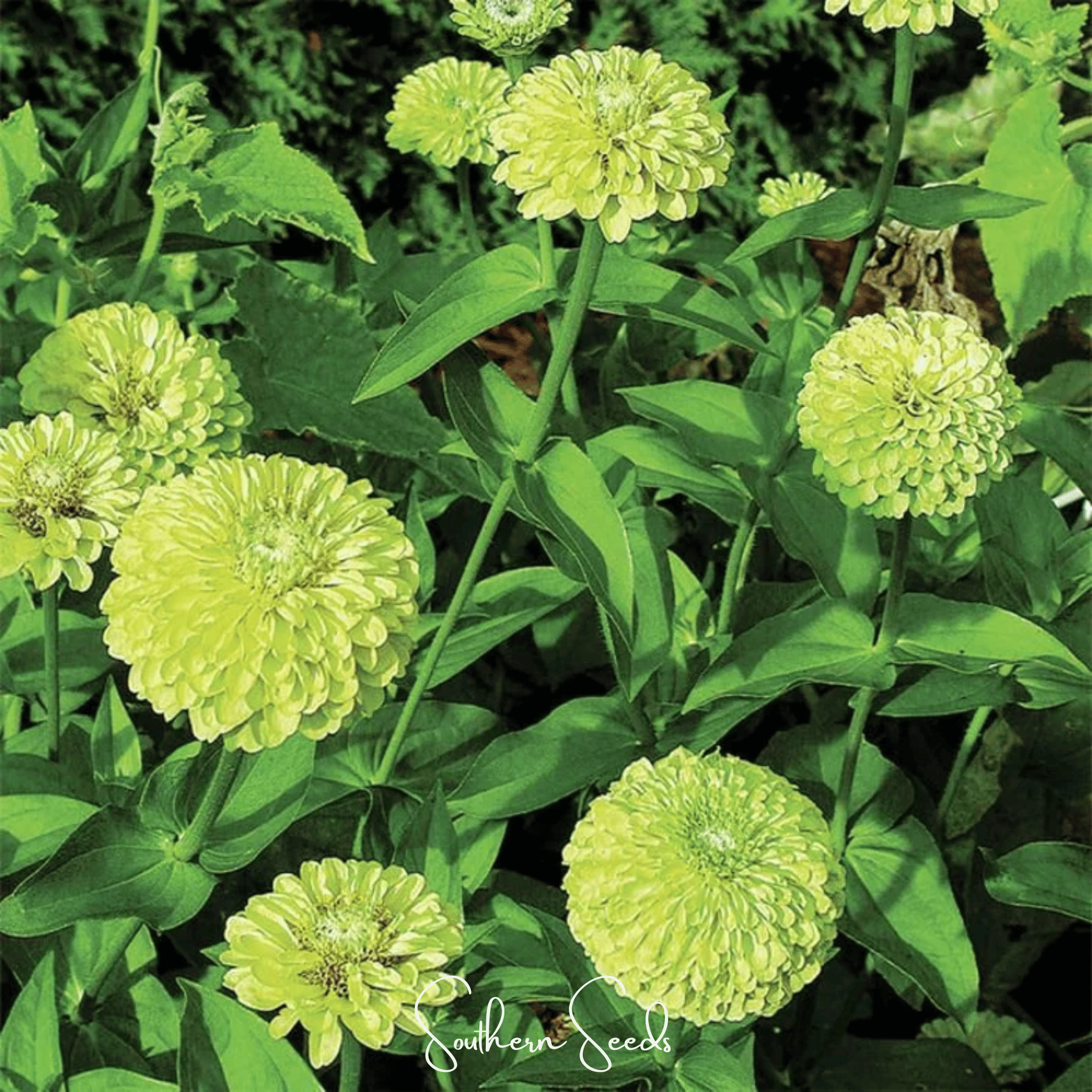 Envy Green Zinnia – 25 Seeds | Seeds | Wiccan Center