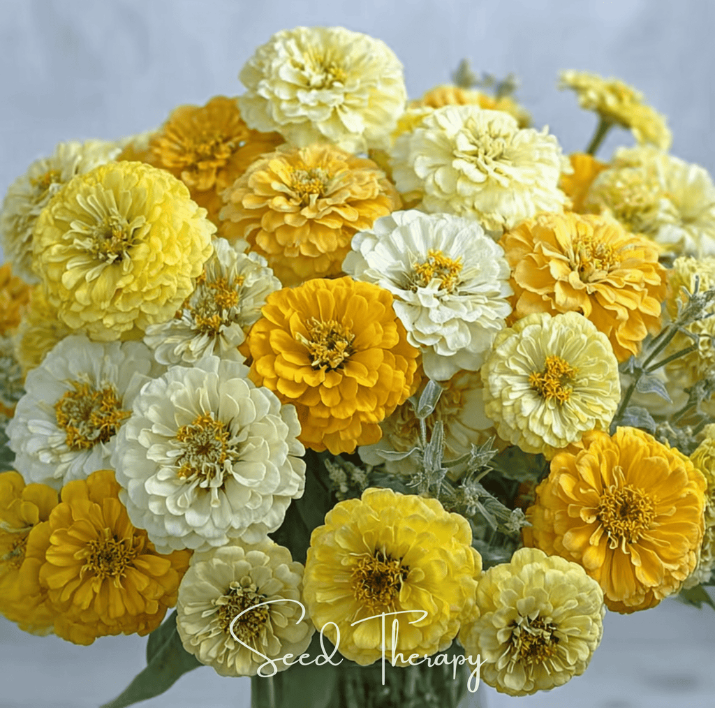 Lemon Meringue Zinnia – 100 Seeds | Seeds | Wiccan Center