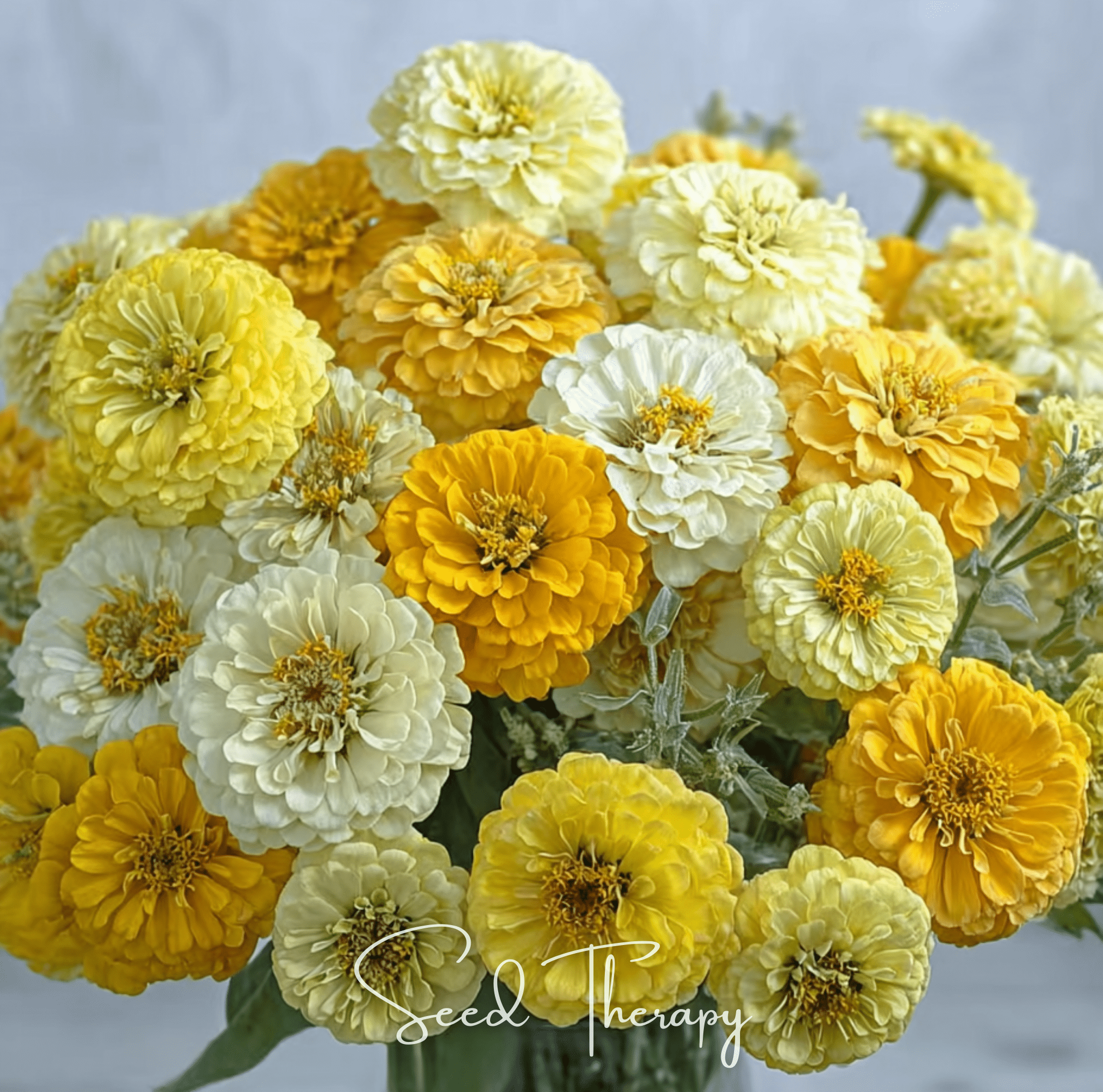 Lemon Meringue Zinnia – 100 Seeds | Seeds | Wiccan Center