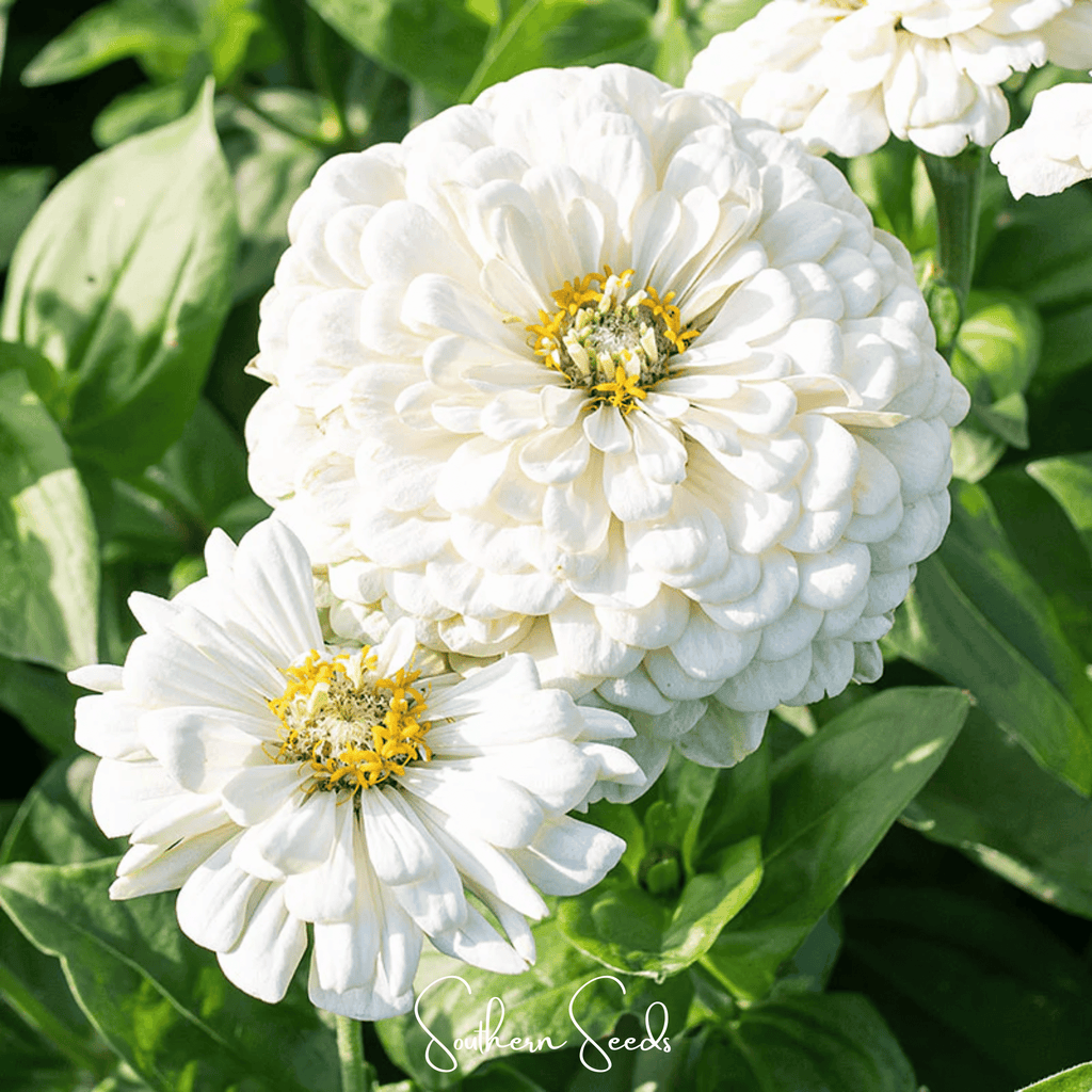 Lemon Meringue Zinnia – 100 Seeds | Seeds | Wiccan Center
