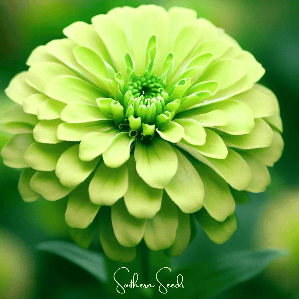Lemon Meringue Zinnia – 100 Seeds | Seeds | Wiccan Center