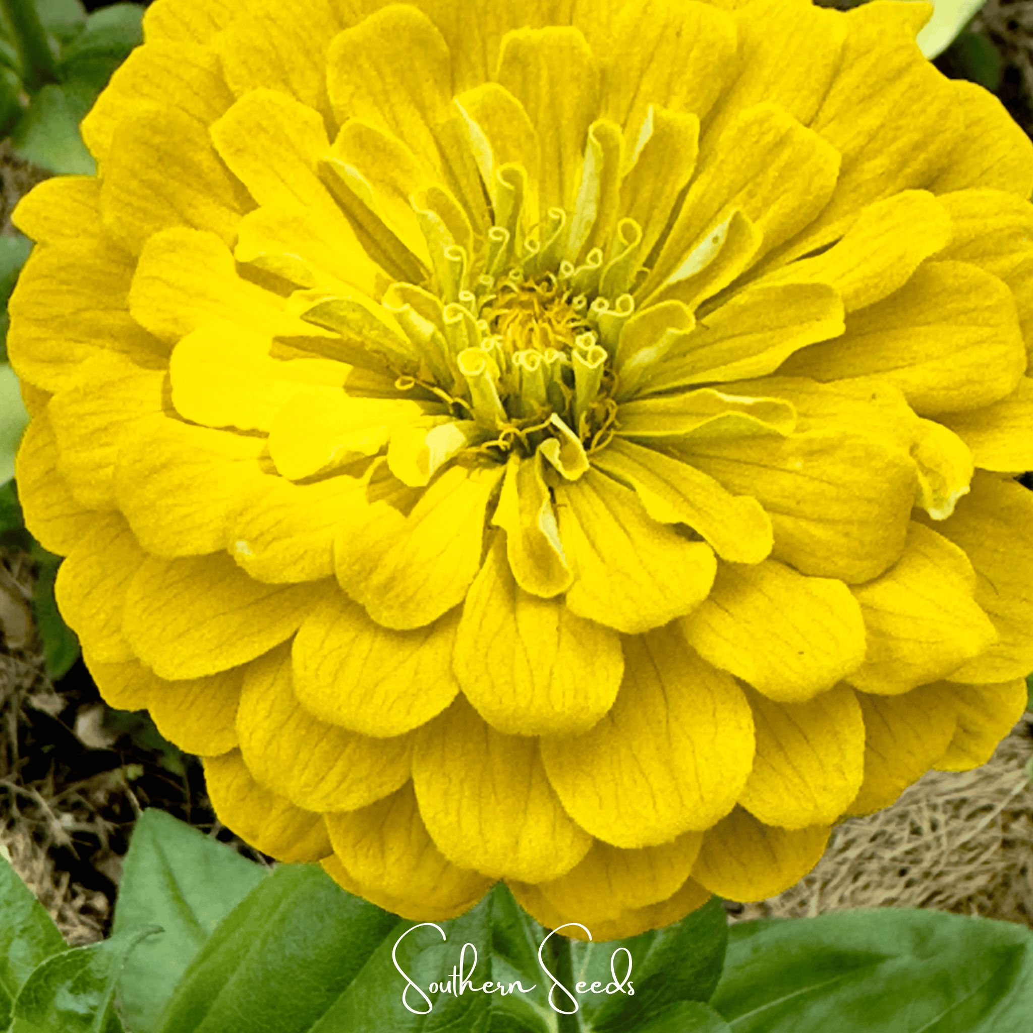 Lemon Meringue Zinnia – 100 Seeds | Seeds | Wiccan Center