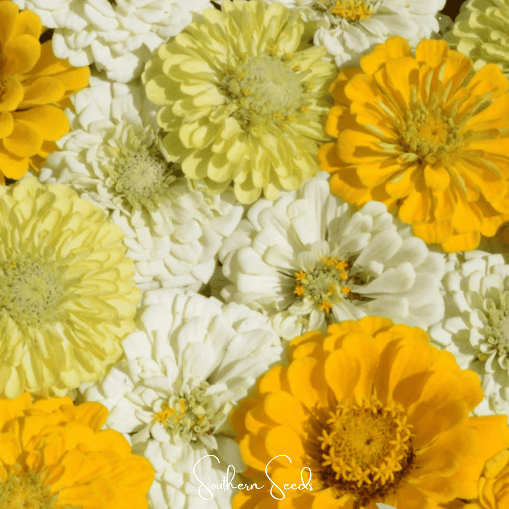Lemon Meringue Zinnia – 100 Seeds | Seeds | Wiccan Center