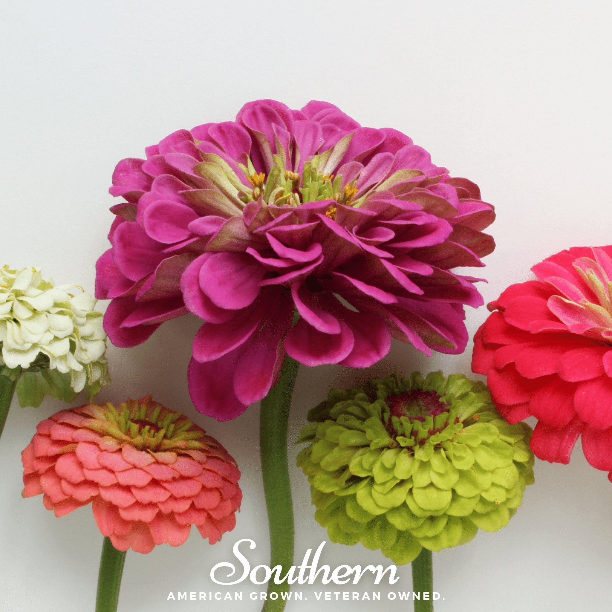 Lilliput Zinnia – 100 Seeds | Seeds | Wiccan Center
