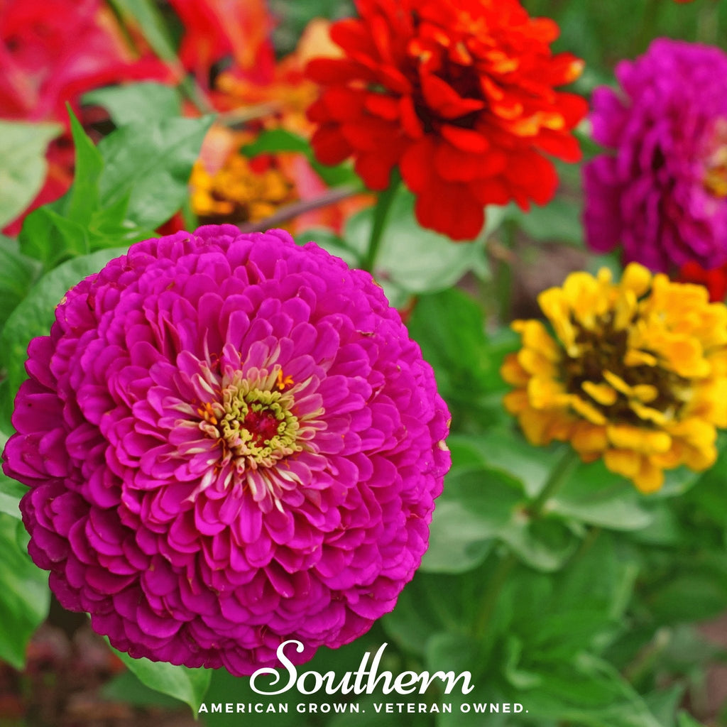 Lilliput Zinnia – 100 Seeds | Seeds | Wiccan Center