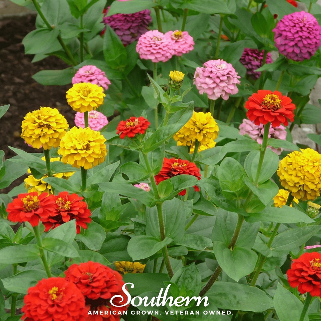 Lilliput Zinnia – 100 Seeds | Seeds | Wiccan Center