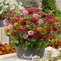 Lilliput Zinnia – 100 Seeds | Seeds | Wiccan Center