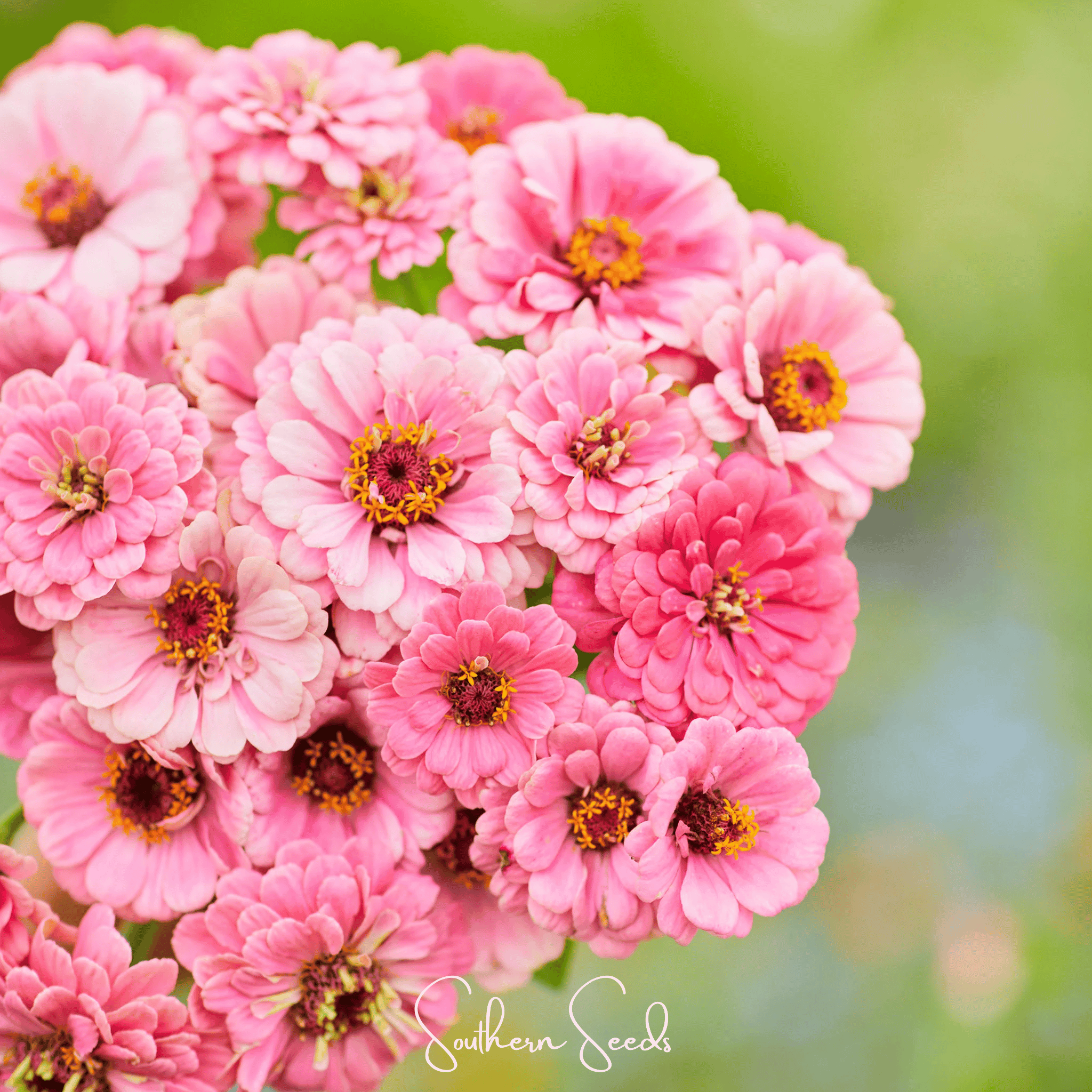Luminosa Zinnia – 100 Seeds | Seeds | Wiccan Center