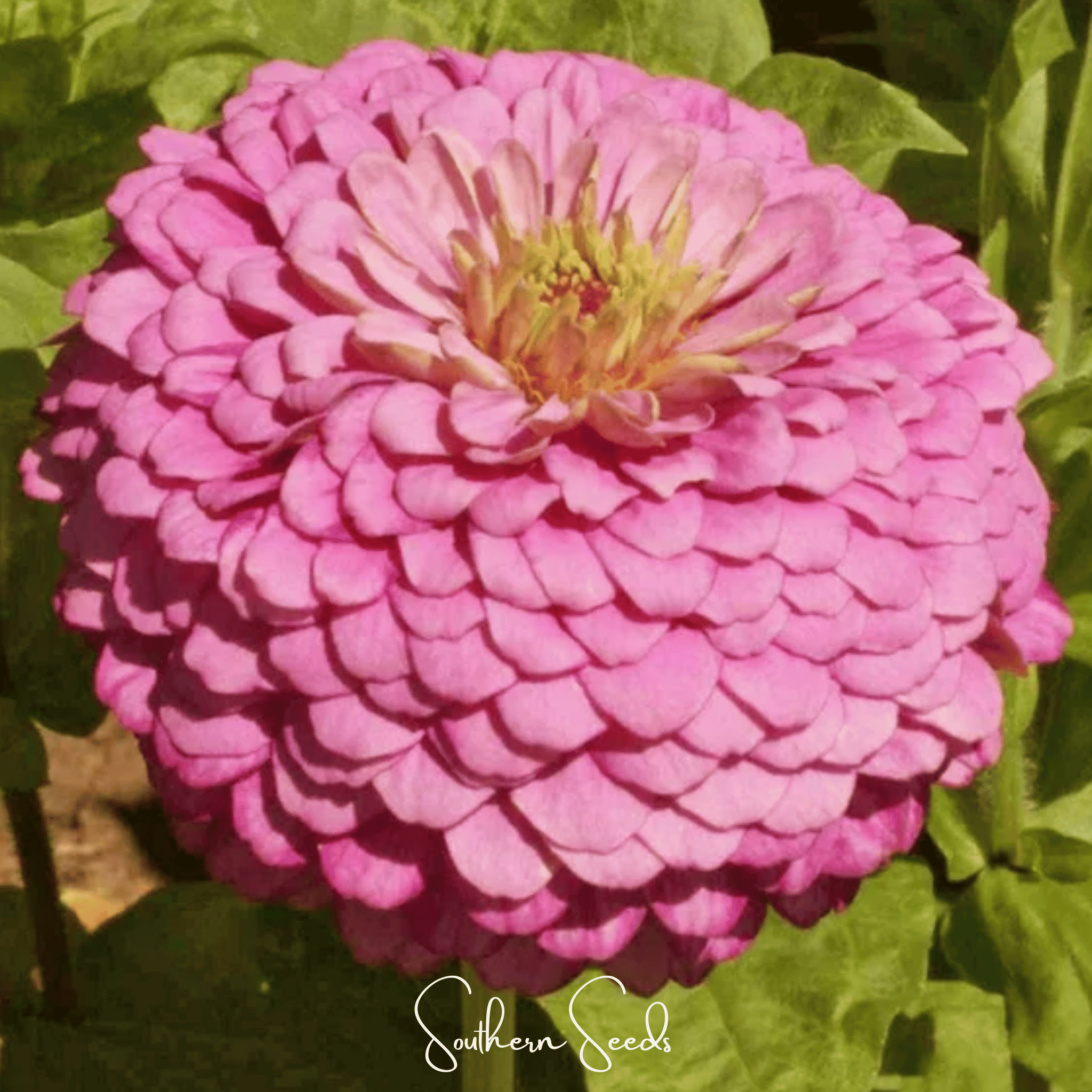 Luminosa Zinnia – 100 Seeds | Seeds | Wiccan Center