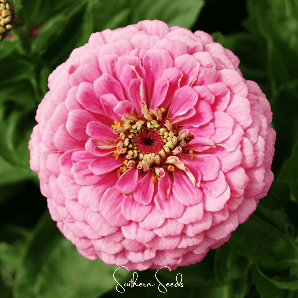 Luminosa Zinnia – 100 Seeds | Seeds | Wiccan Center
