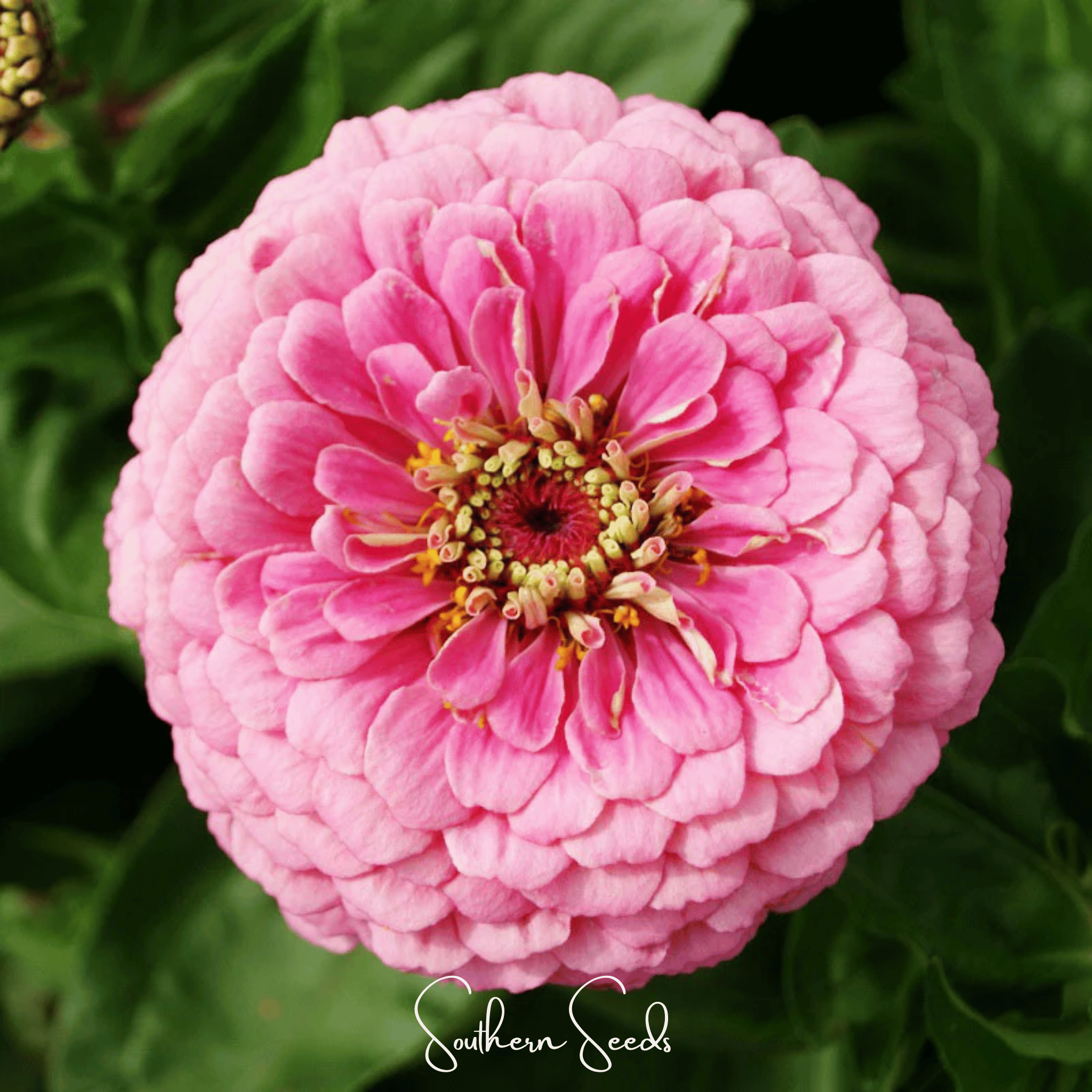 Luminosa Zinnia – 100 Seeds | Seeds | Wiccan Center