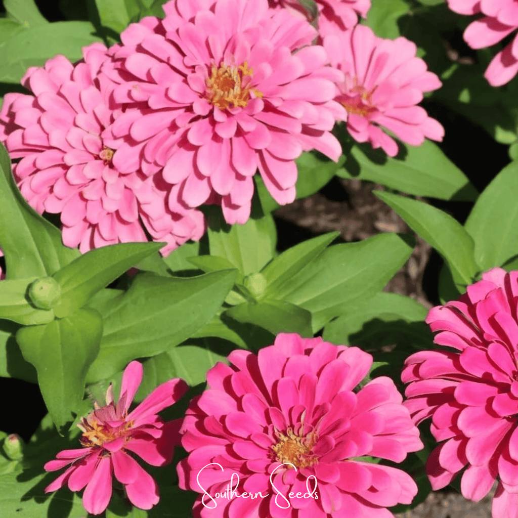 Luminosa Zinnia – 100 Seeds | Seeds | Wiccan Center