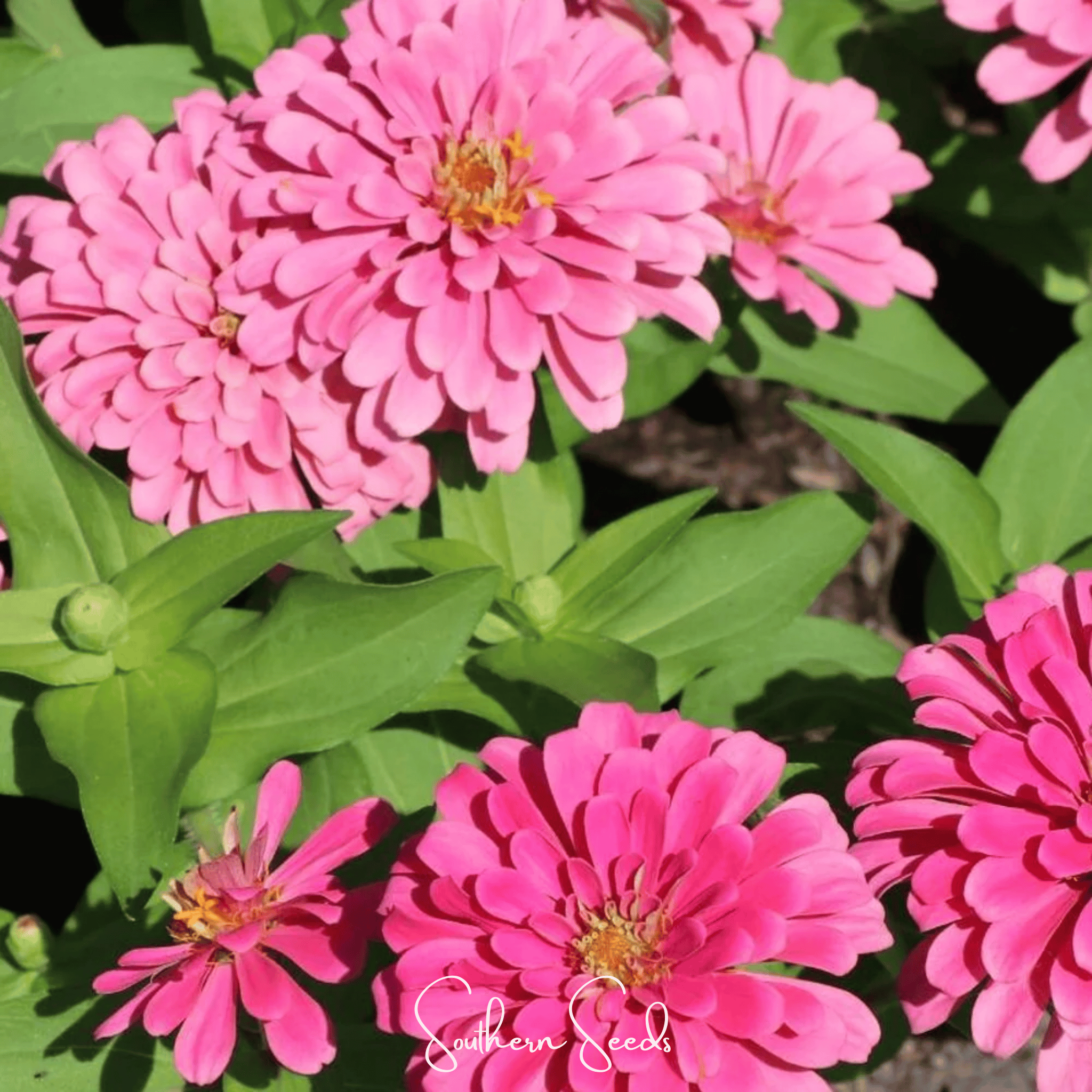 Luminosa Zinnia – 100 Seeds | Seeds | Wiccan Center