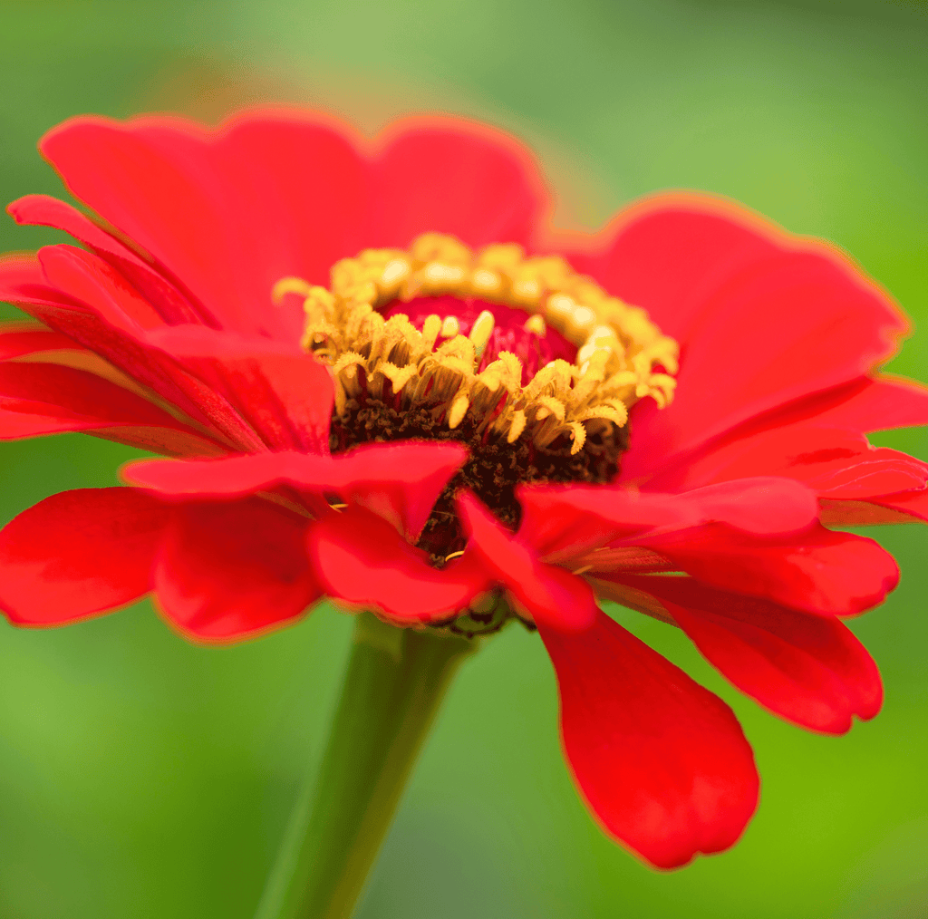 Meteor Zinnia – 100 Seeds | Seeds | Wiccan Center