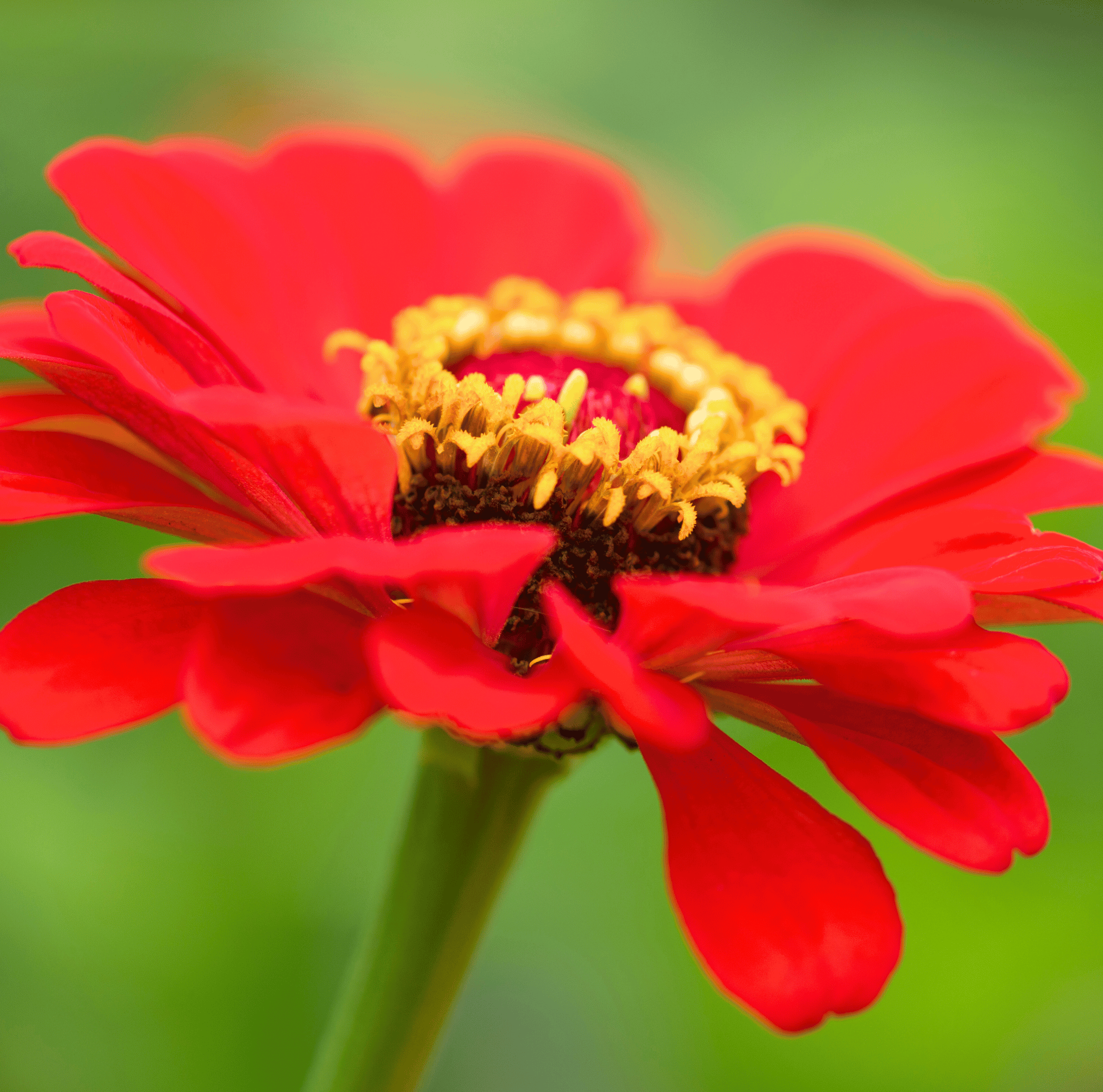Meteor Zinnia – 100 Seeds | Seeds | Wiccan Center