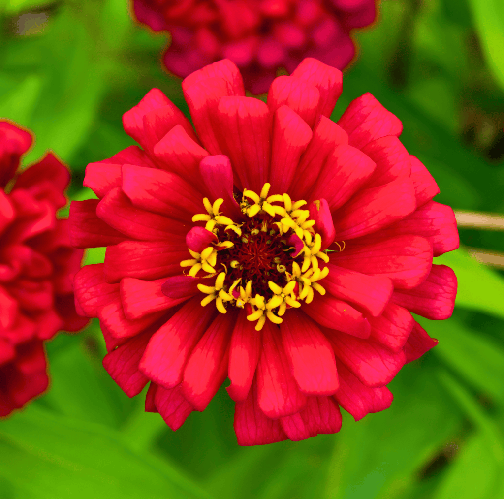 Meteor Zinnia – 100 Seeds | Seeds | Wiccan Center