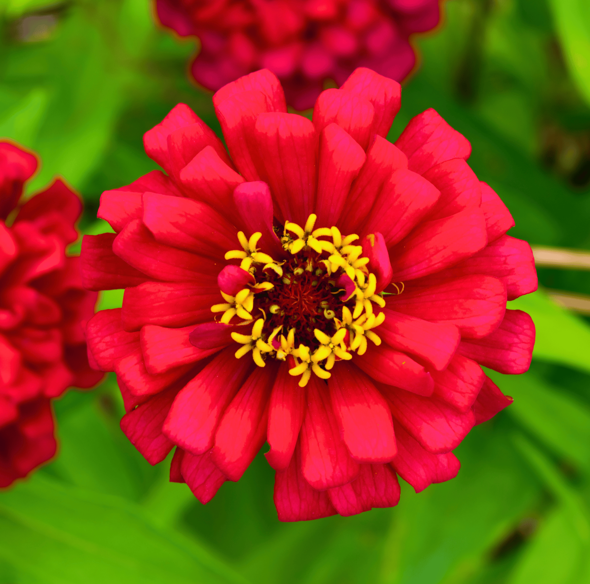Meteor Zinnia – 100 Seeds | Seeds | Wiccan Center