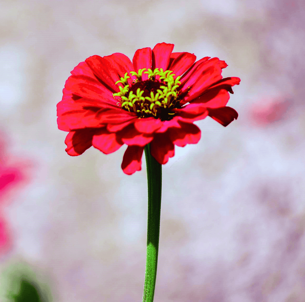 Meteor Zinnia – 100 Seeds | Seeds | Wiccan Center
