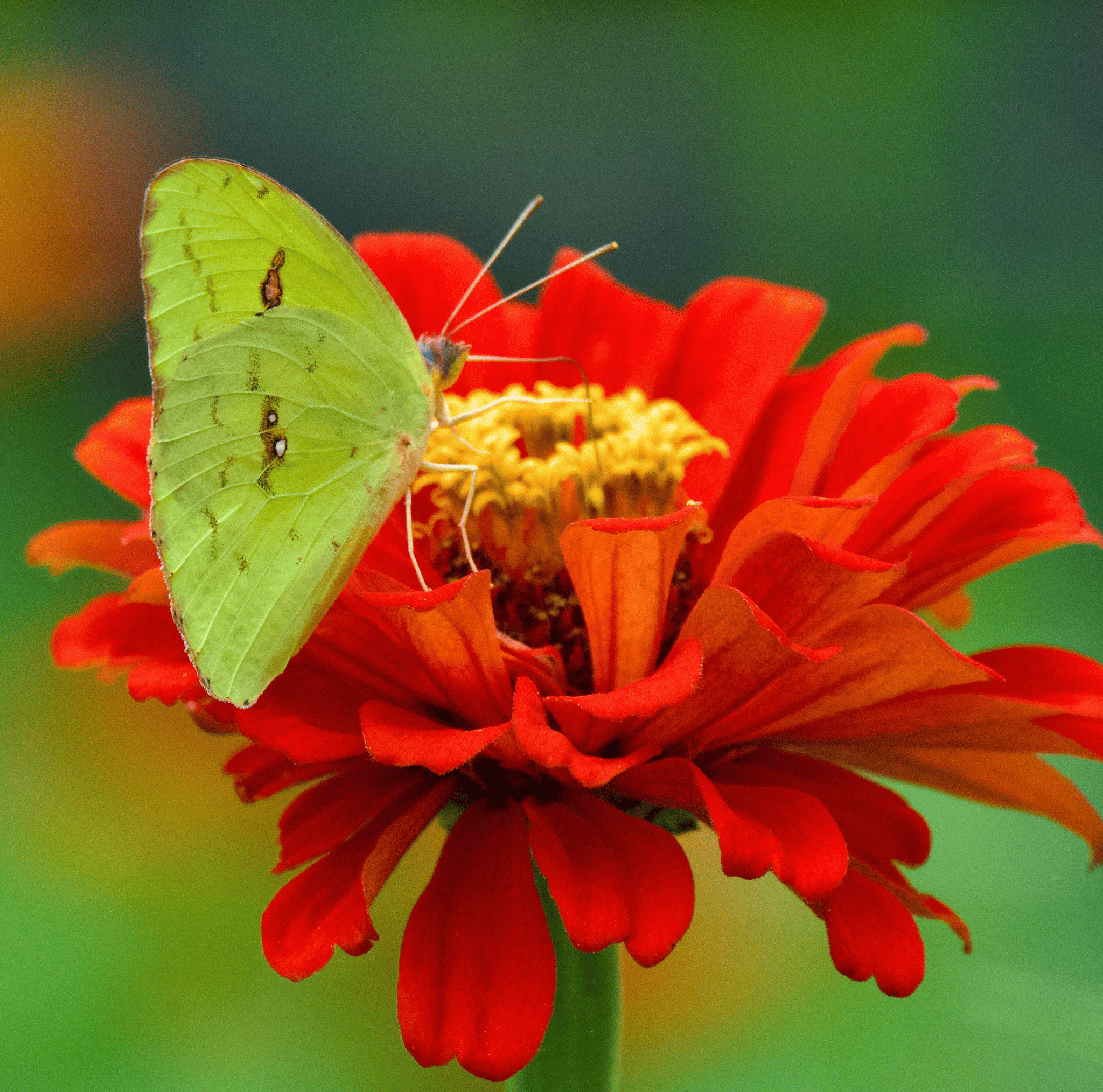 Meteor Zinnia – 100 Seeds | Seeds | Wiccan Center