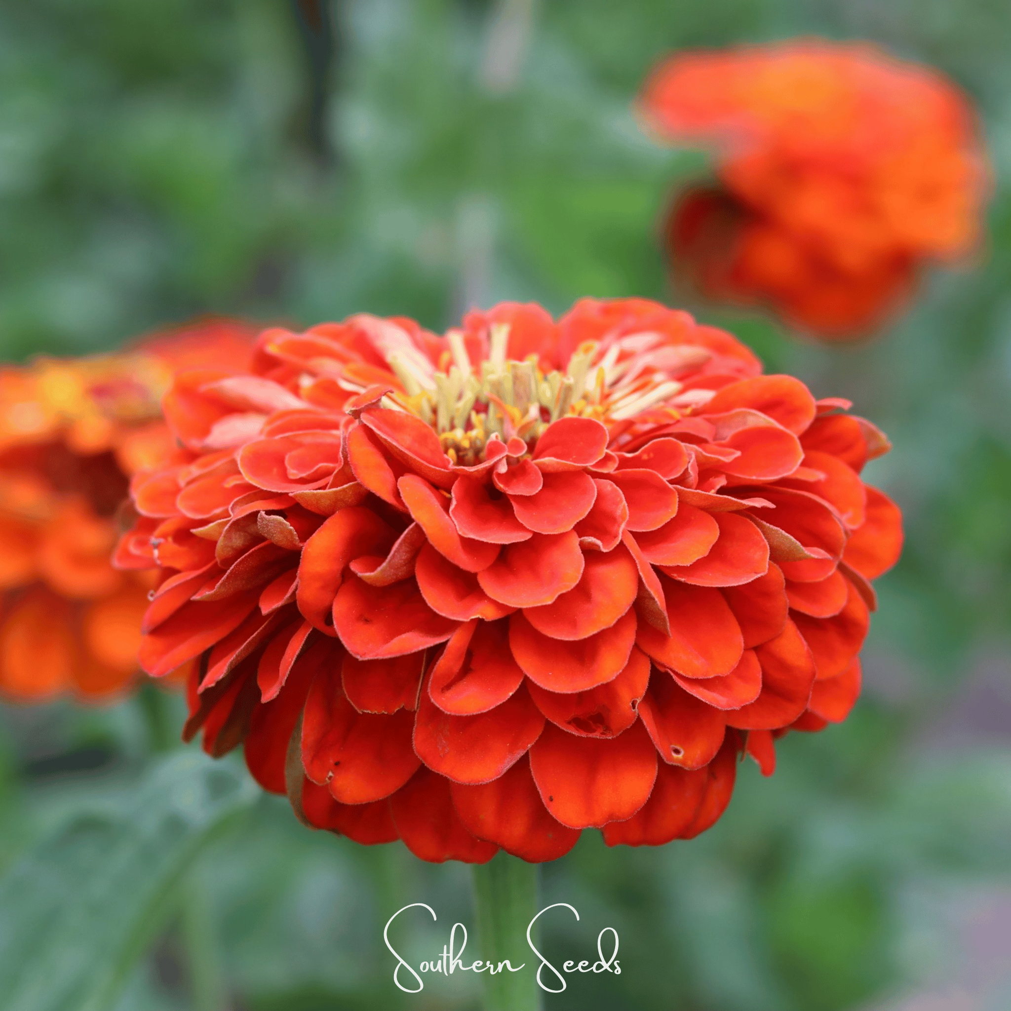 Oriole Zinnia – 50 Seeds | Seeds | Wiccan Center