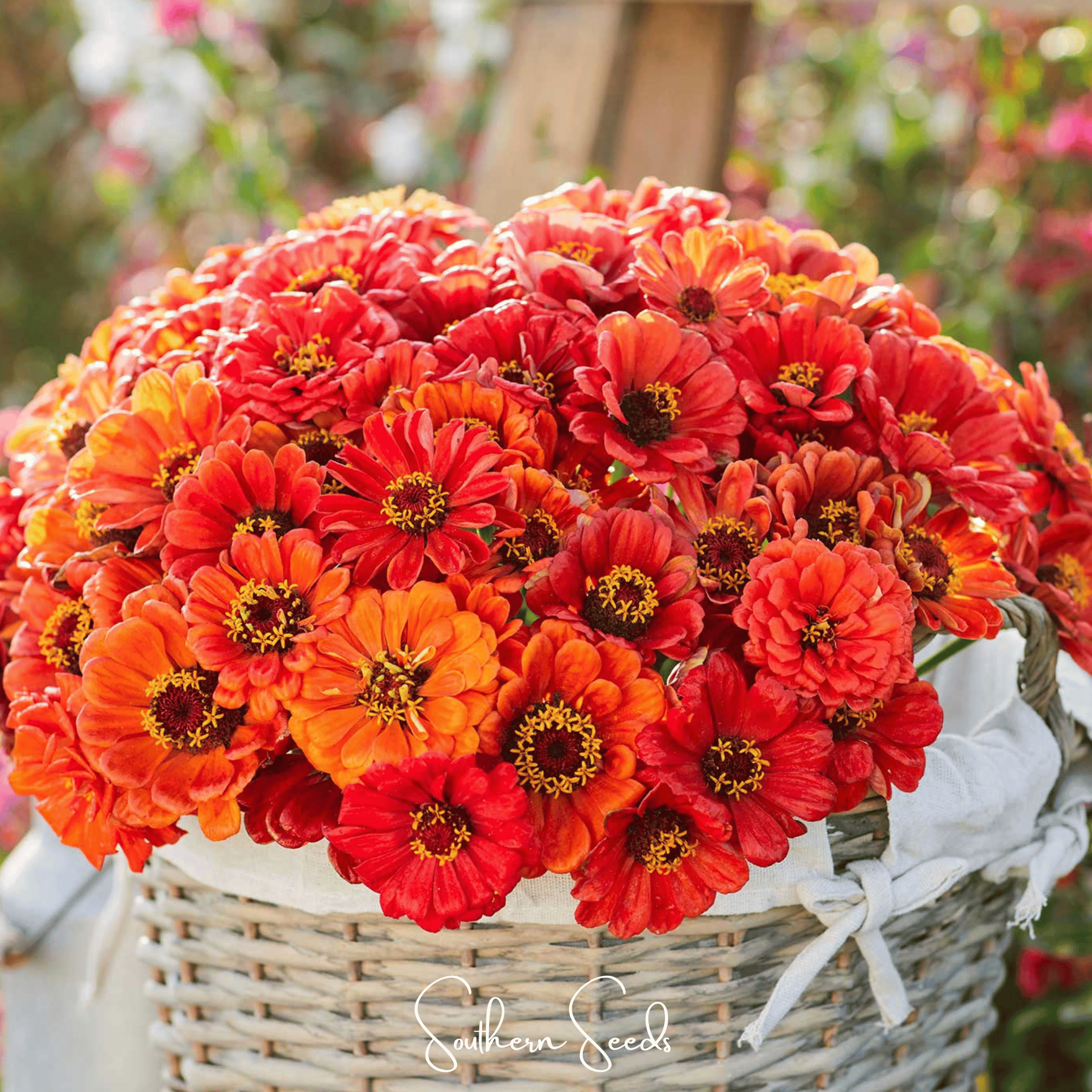 Oriole Zinnia – 50 Seeds | Seeds | Wiccan Center