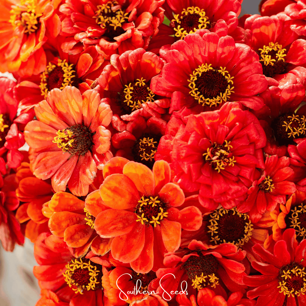Oriole Zinnia – 50 Seeds | Seeds | Wiccan Center