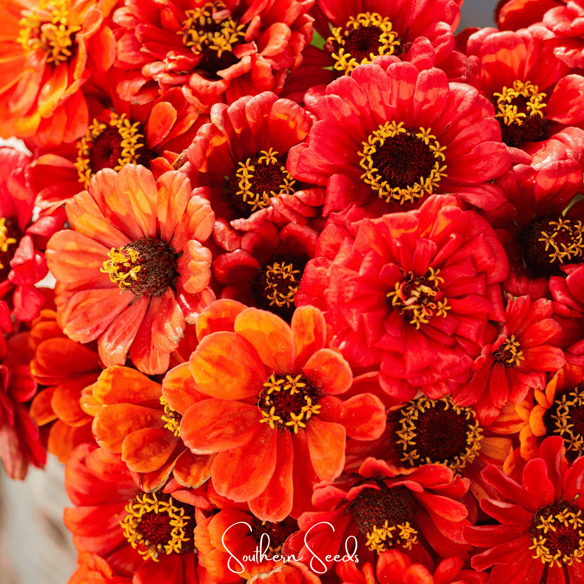 Oriole Zinnia – 50 Seeds | Seeds | Wiccan Center