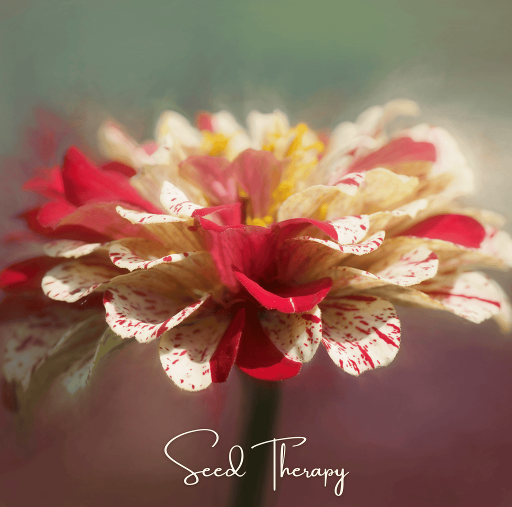 Peppermint Stick Zinnia – 50 Seeds | Seeds | Wiccan Center