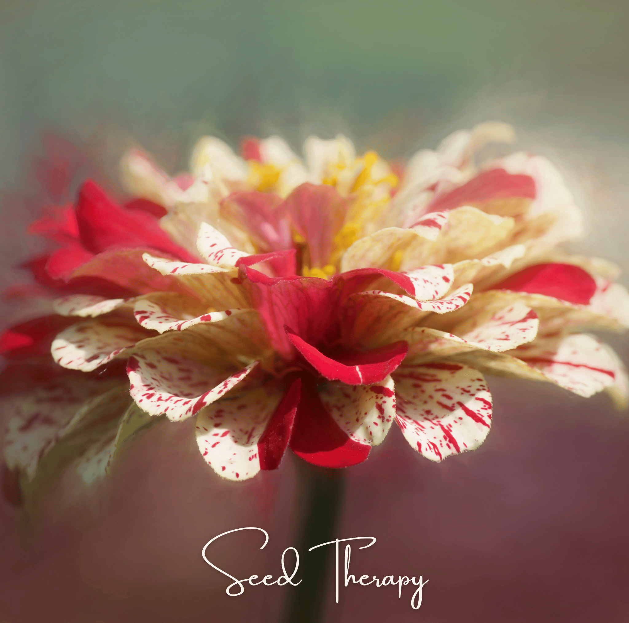 Peppermint Stick Zinnia – 50 Seeds | Seeds | Wiccan Center