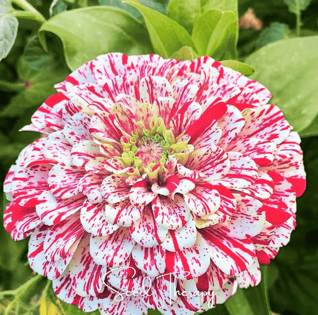 Peppermint Stick Zinnia – 50 Seeds | Seeds | Wiccan Center