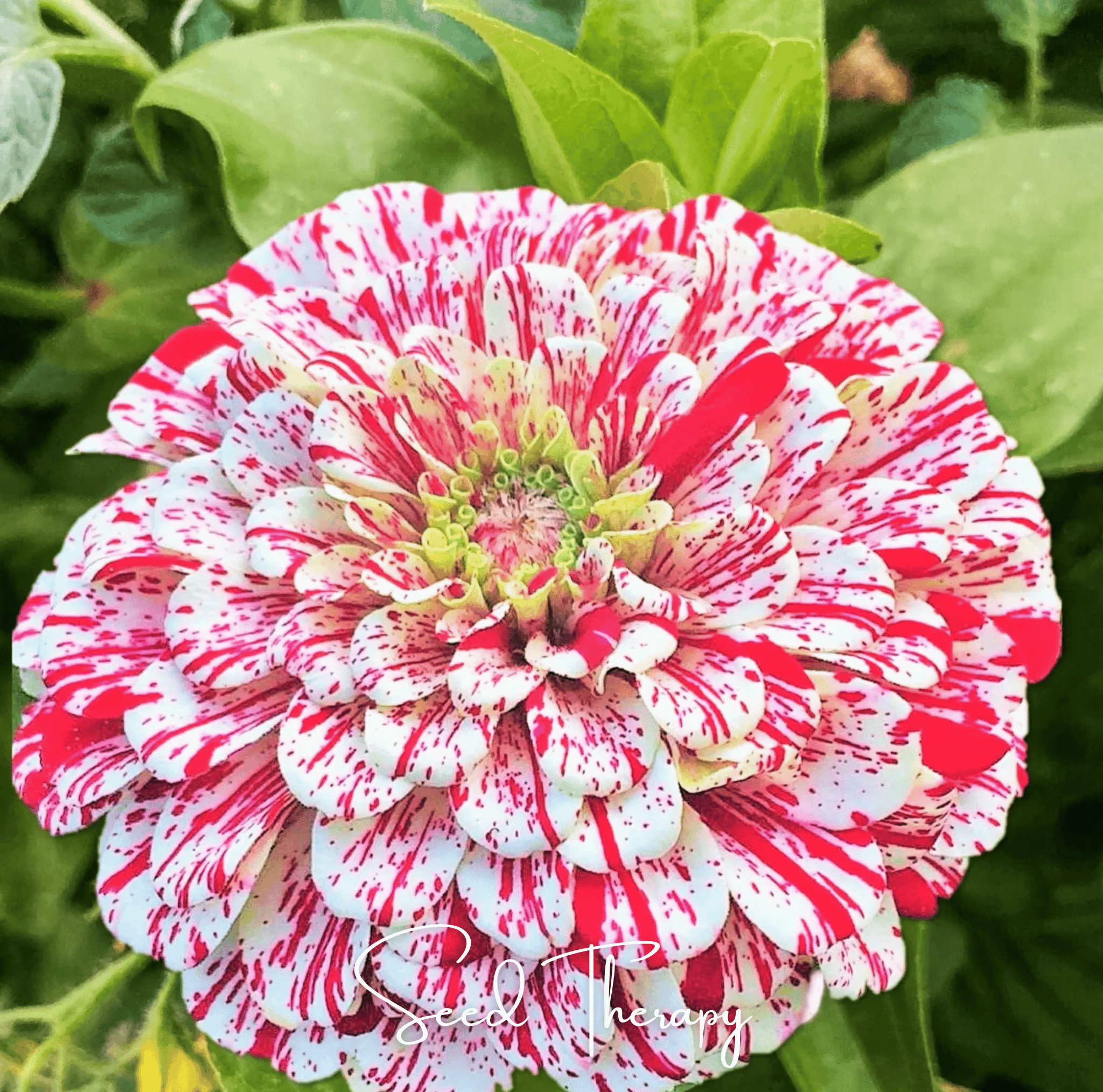 Peppermint Stick Zinnia – 50 Seeds | Seeds | Wiccan Center