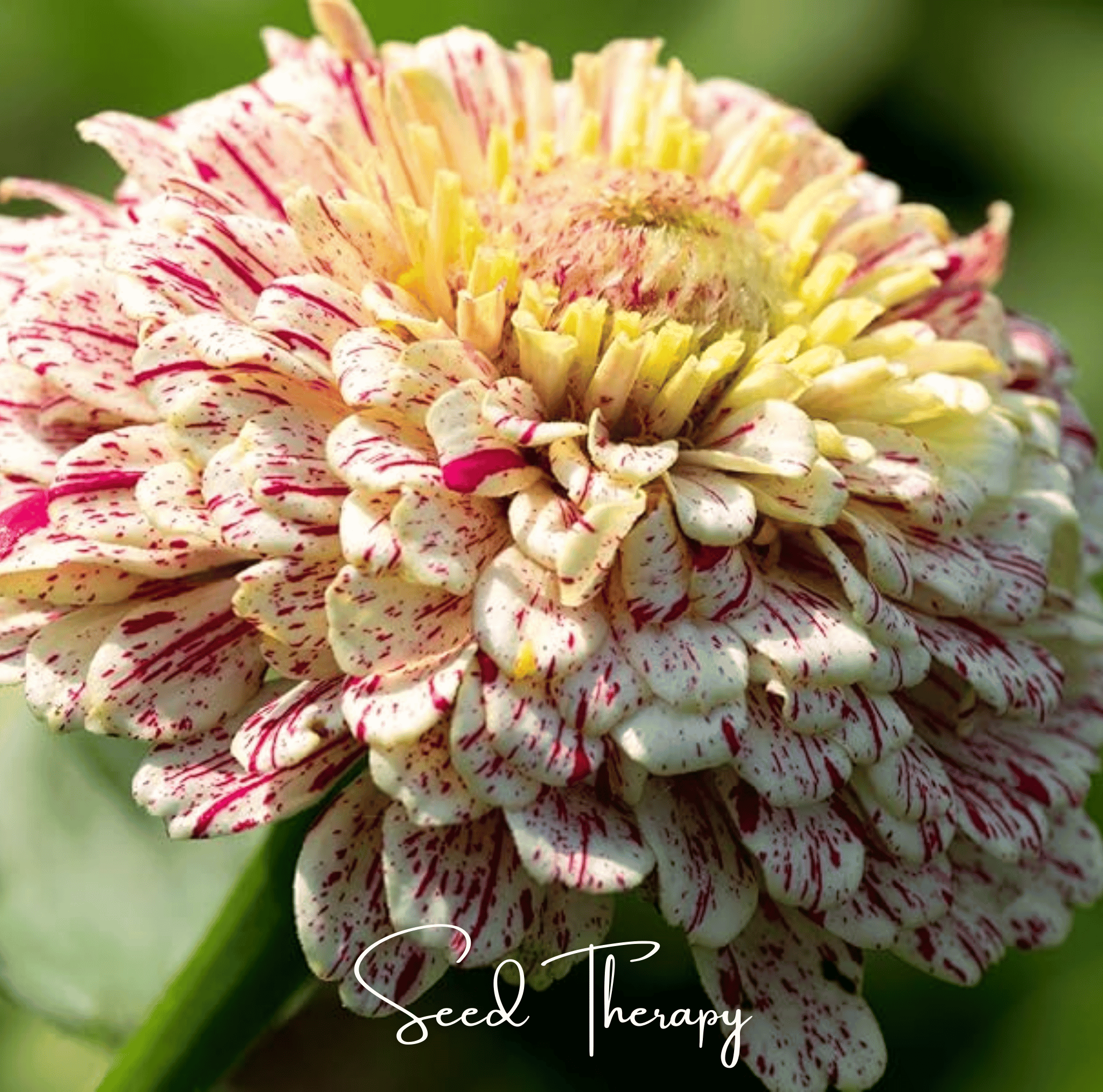 Peppermint Stick Zinnia – 50 Seeds | Seeds | Wiccan Center