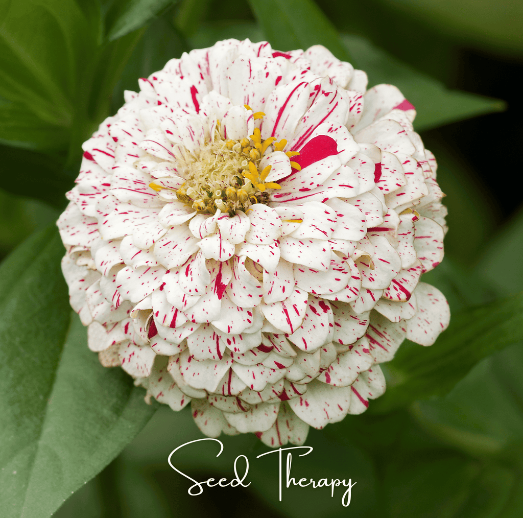 Peppermint Stick Zinnia – 50 Seeds | Seeds | Wiccan Center
