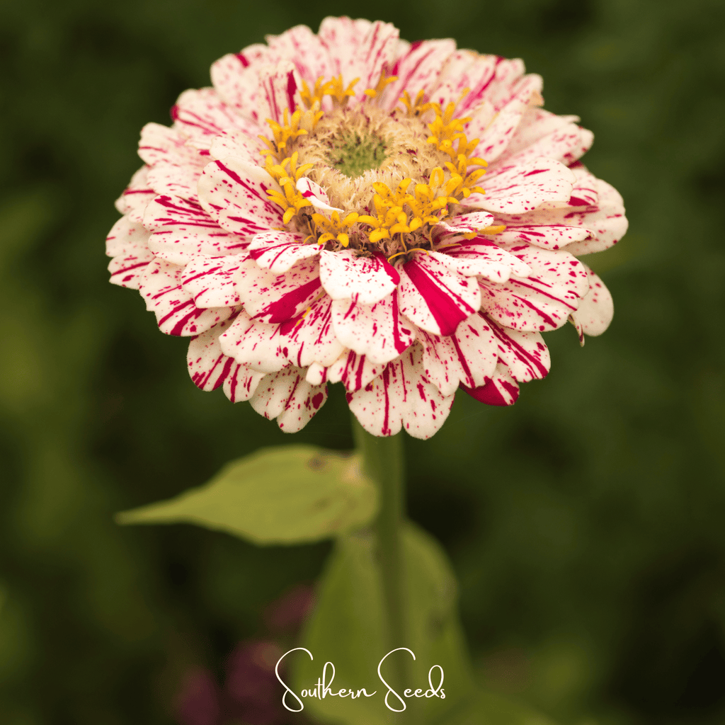 Peppermint Stick Zinnia – 50 Seeds | Seeds | Wiccan Center