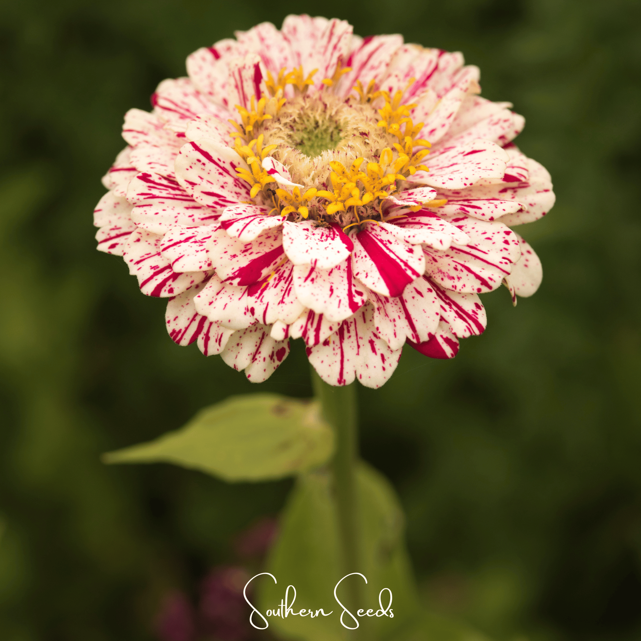 Peppermint Stick Zinnia – 50 Seeds | Seeds | Wiccan Center