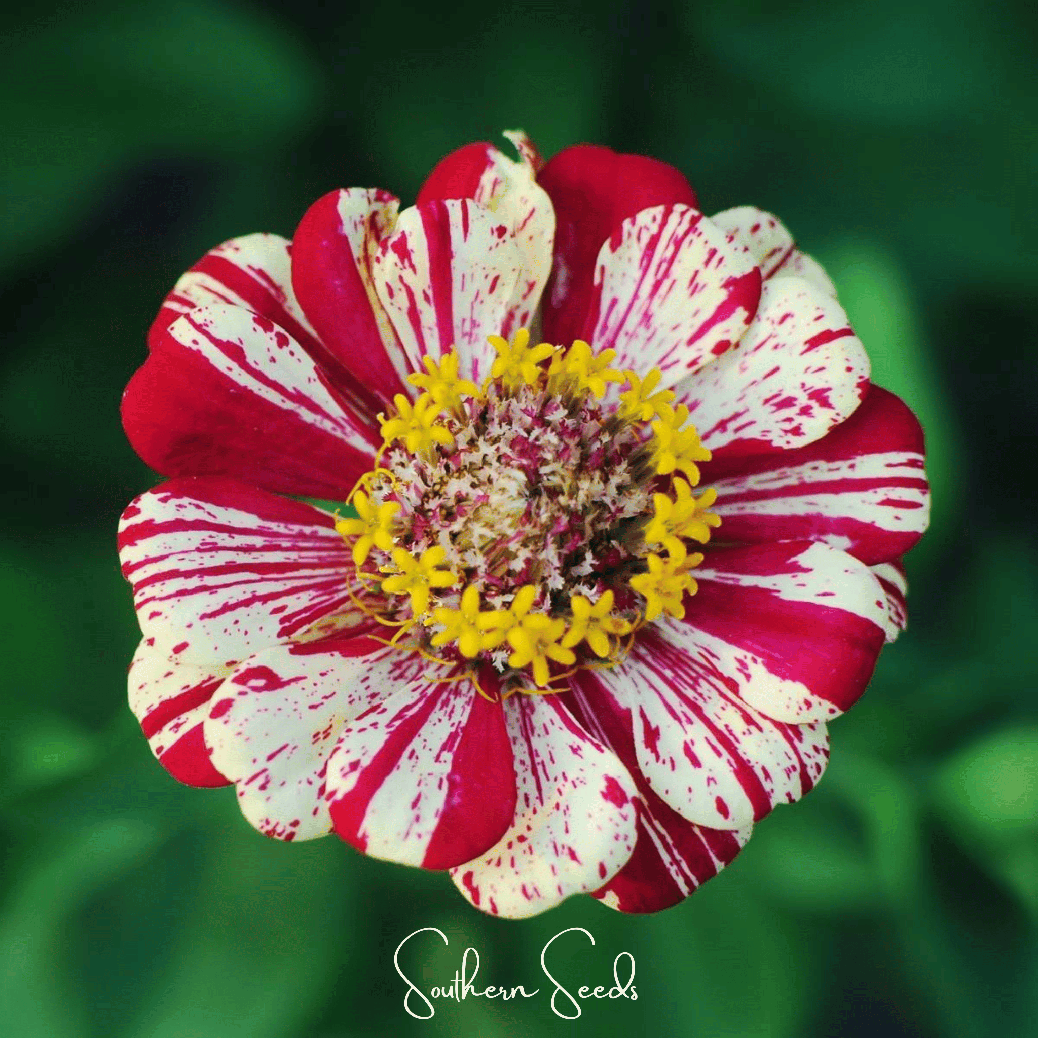 Peppermint Stick Zinnia – 50 Seeds | Seeds | Wiccan Center