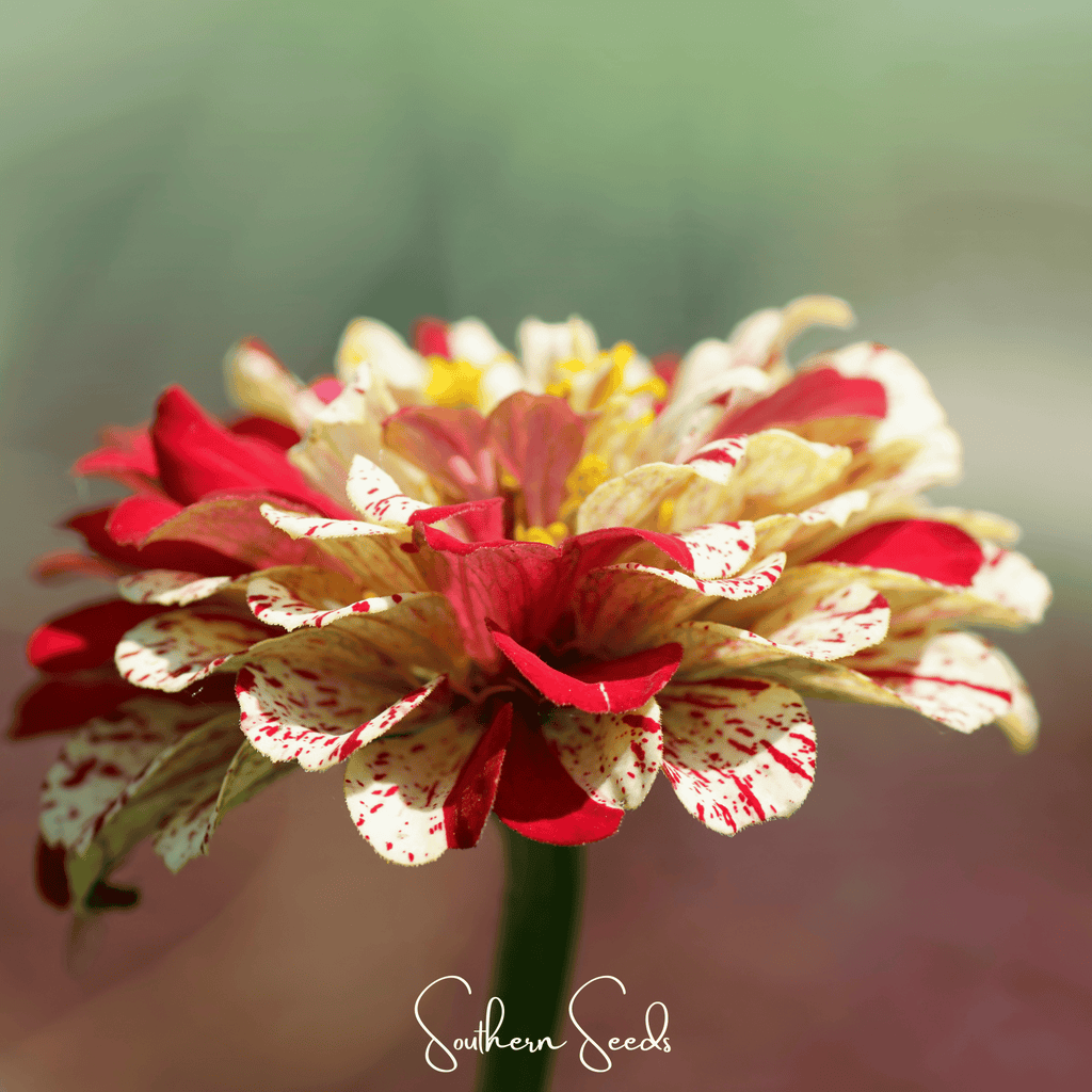 Peppermint Stick Zinnia – 50 Seeds | Seeds | Wiccan Center