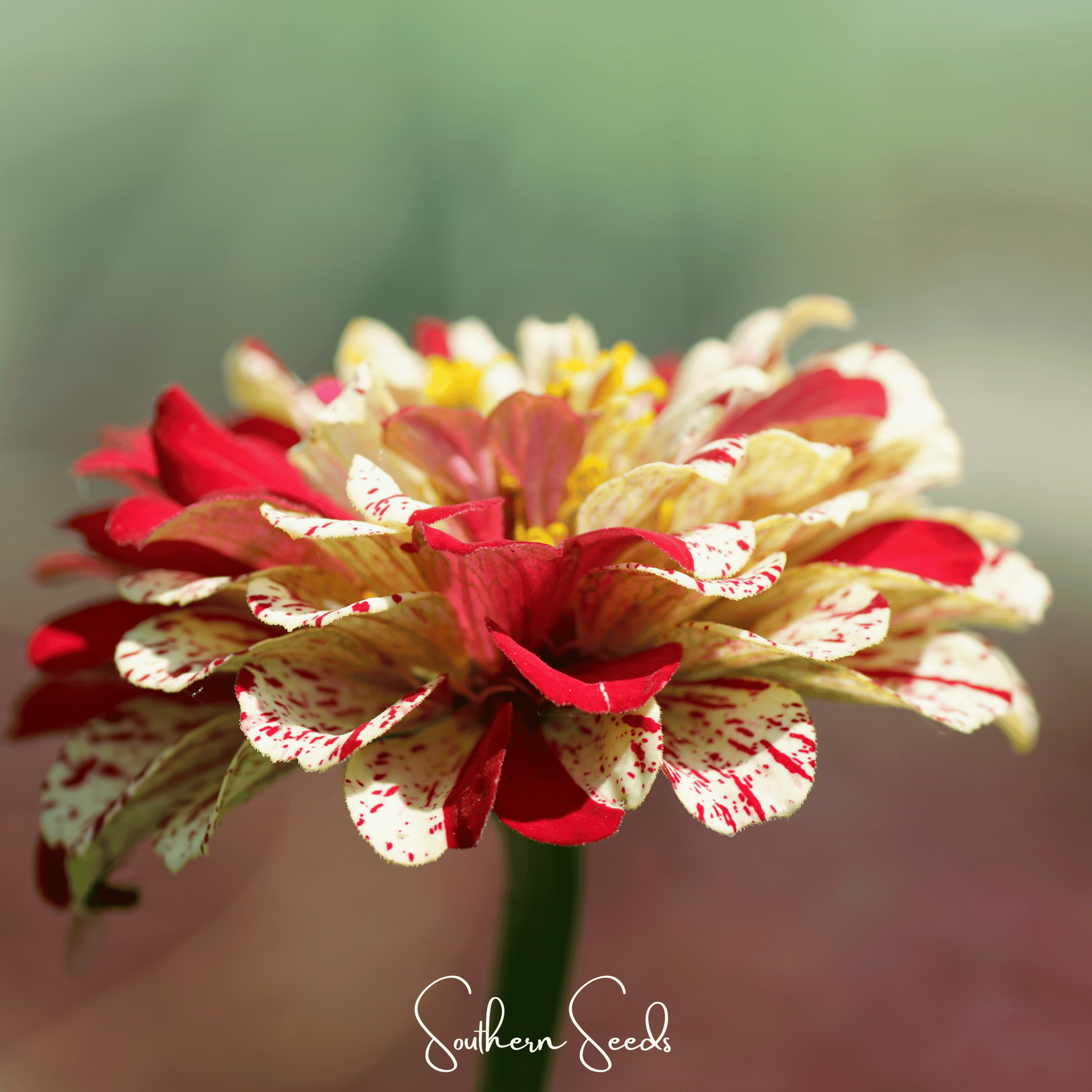 Peppermint Stick Zinnia – 50 Seeds | Seeds | Wiccan Center