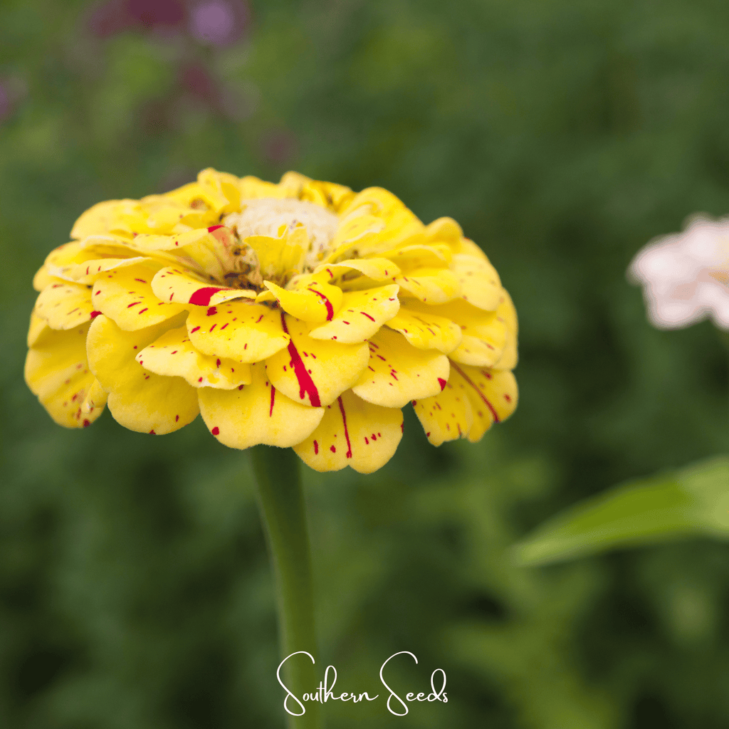 Peppermint Stick Zinnia – 50 Seeds | Seeds | Wiccan Center