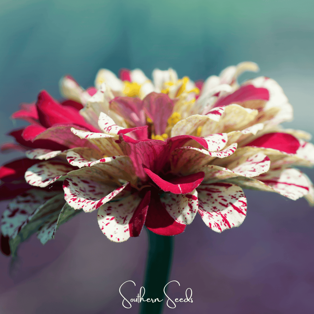 Peppermint Stick Zinnia – 50 Seeds | Seeds | Wiccan Center