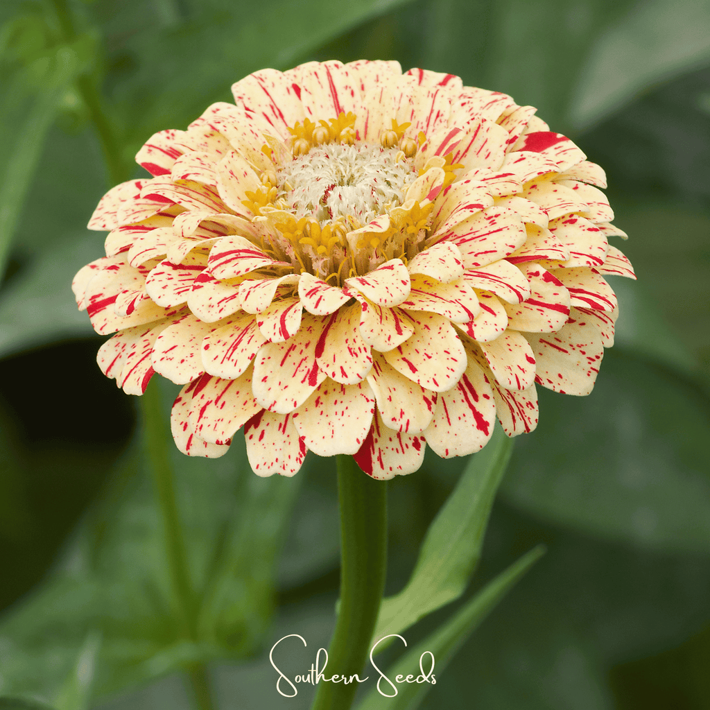 Peppermint Stick Zinnia – 50 Seeds | Seeds | Wiccan Center