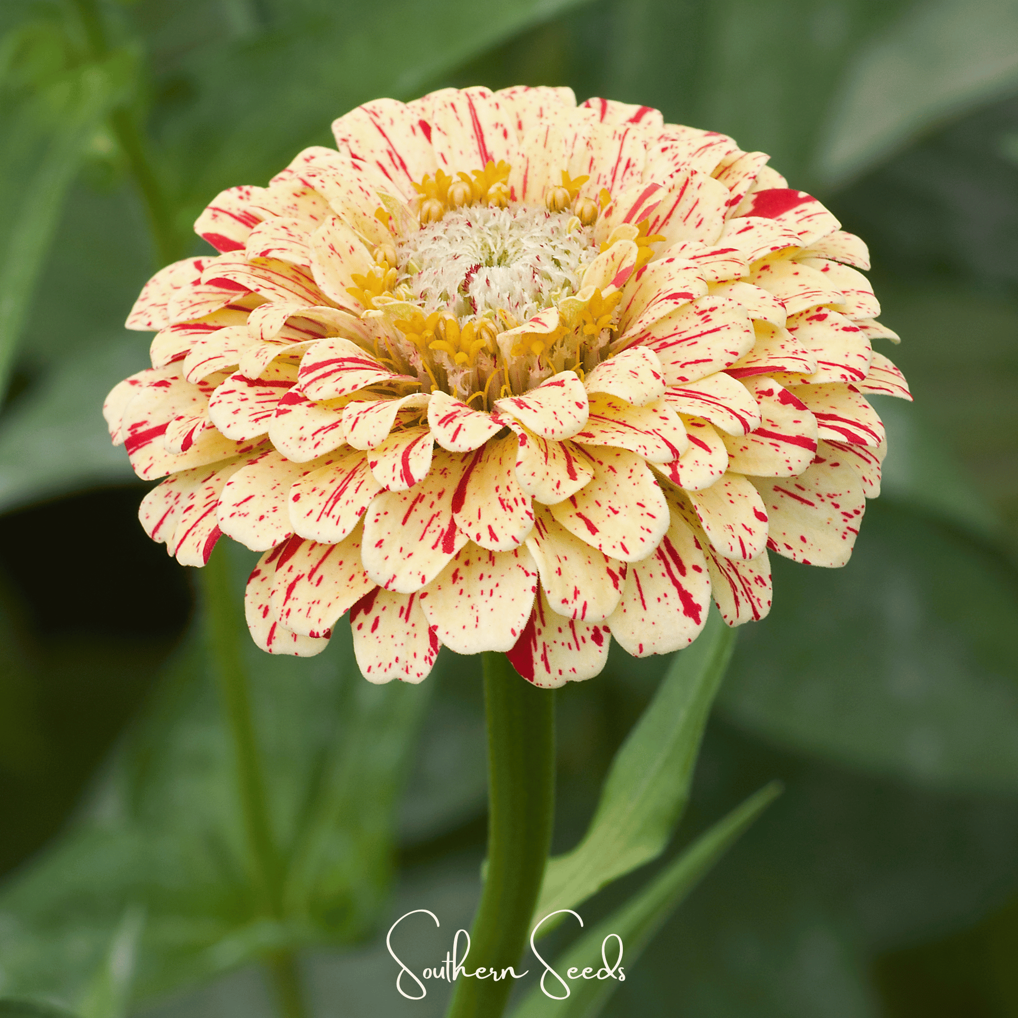 Peppermint Stick Zinnia – 50 Seeds | Seeds | Wiccan Center